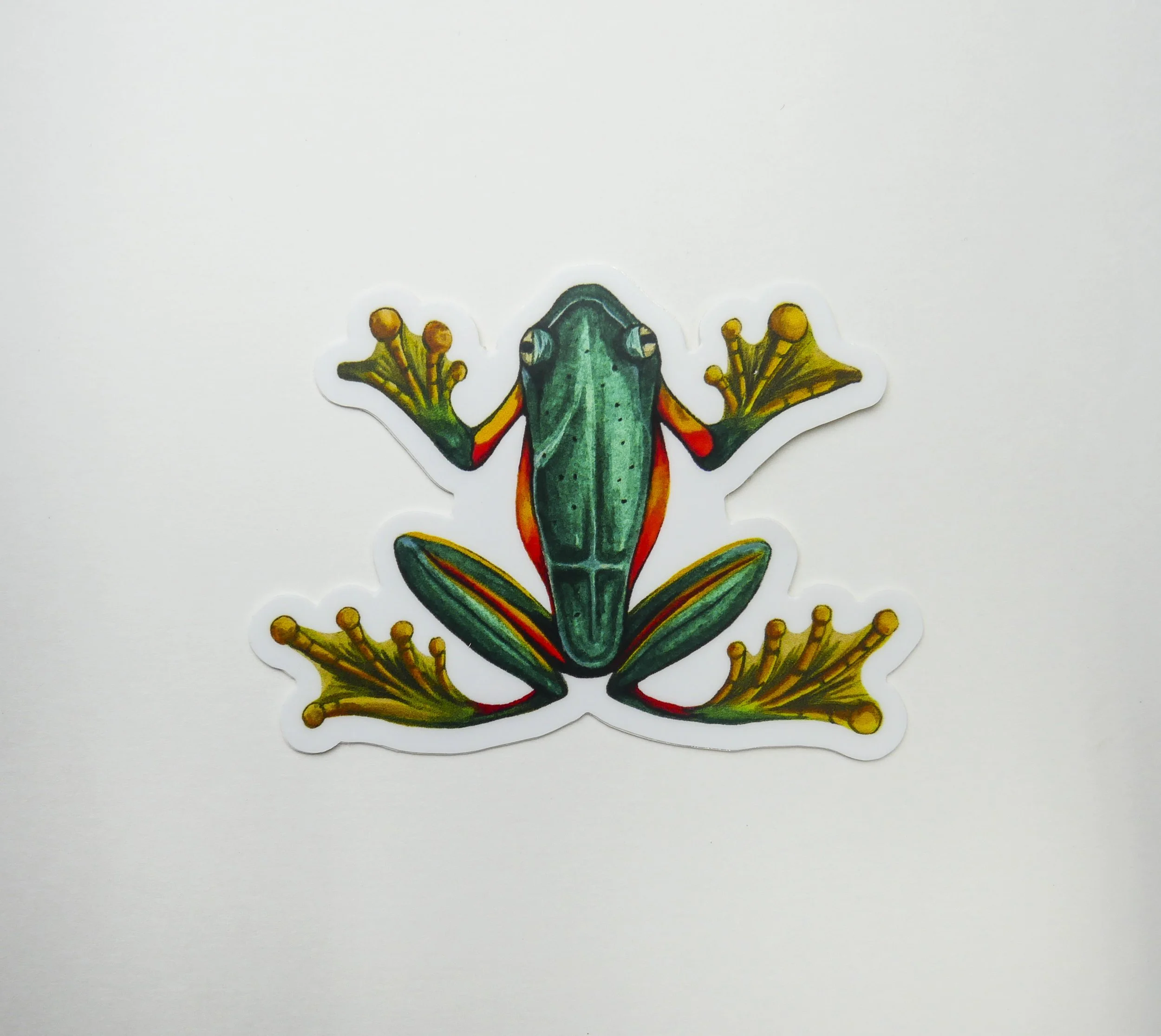 frogs 2.jpg