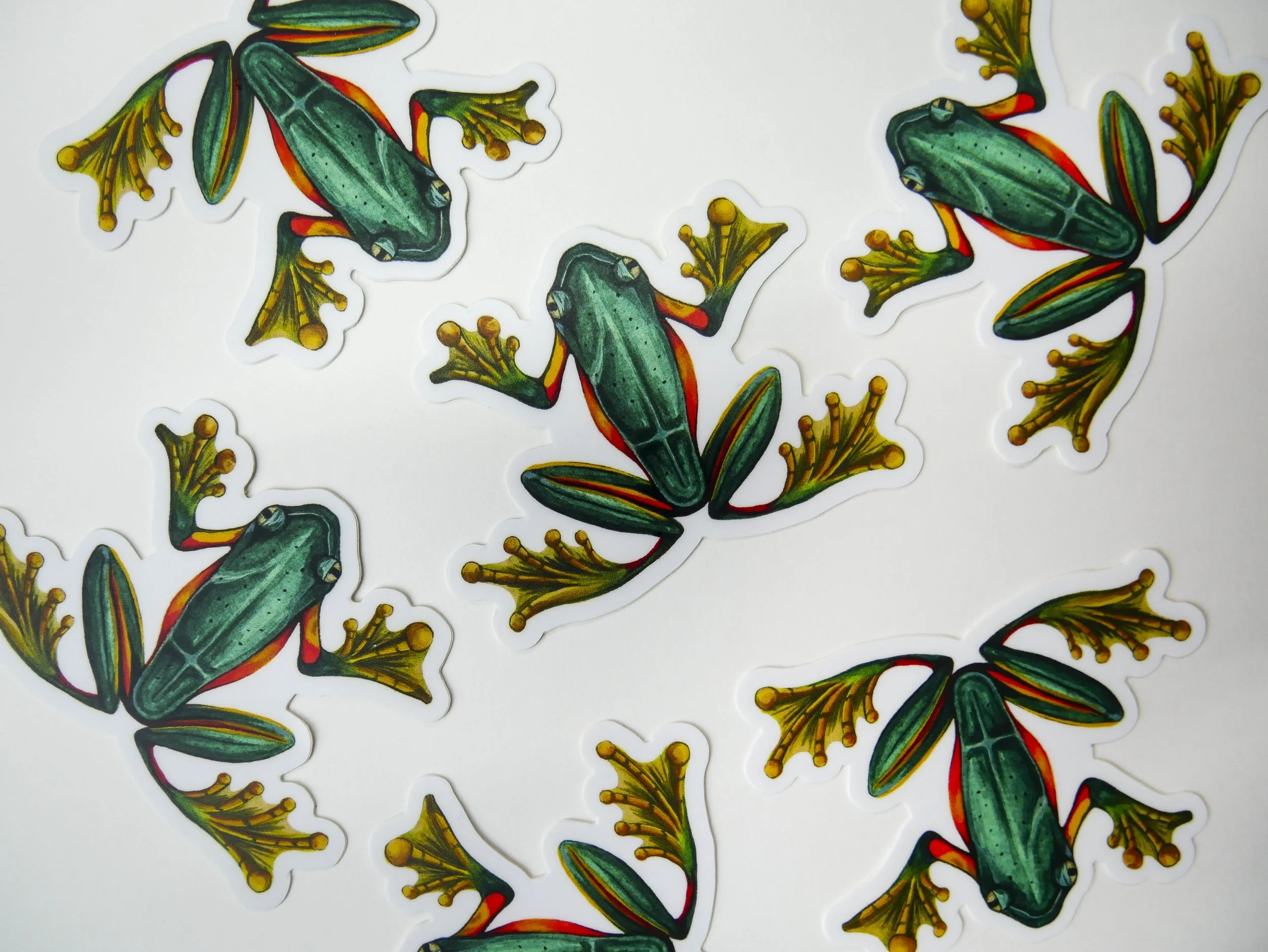 frogs .jpg