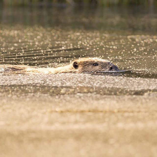 Beavers are excellent swimmers and can remain submerged for up to 15 minutes! We love watching them in their unique habitats. #wildlife #beaver @curiosity_stream @visionhawkfilms