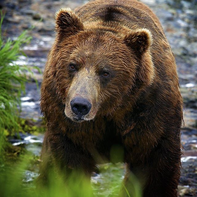 Being in bear country on a regular basis, we are always reminding ourselves that there can be a bear around the next bush or the next turn in the trail. Take the time to educate yourself on what to do if you encounter a bear. #bearspray #grizzly #sta