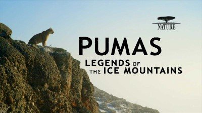 Pumas-Legends-of-the-Ice-Mountains.jpeg