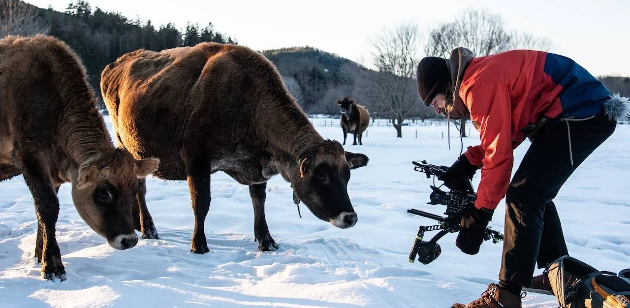 cows-with-cameraman-video.jpg