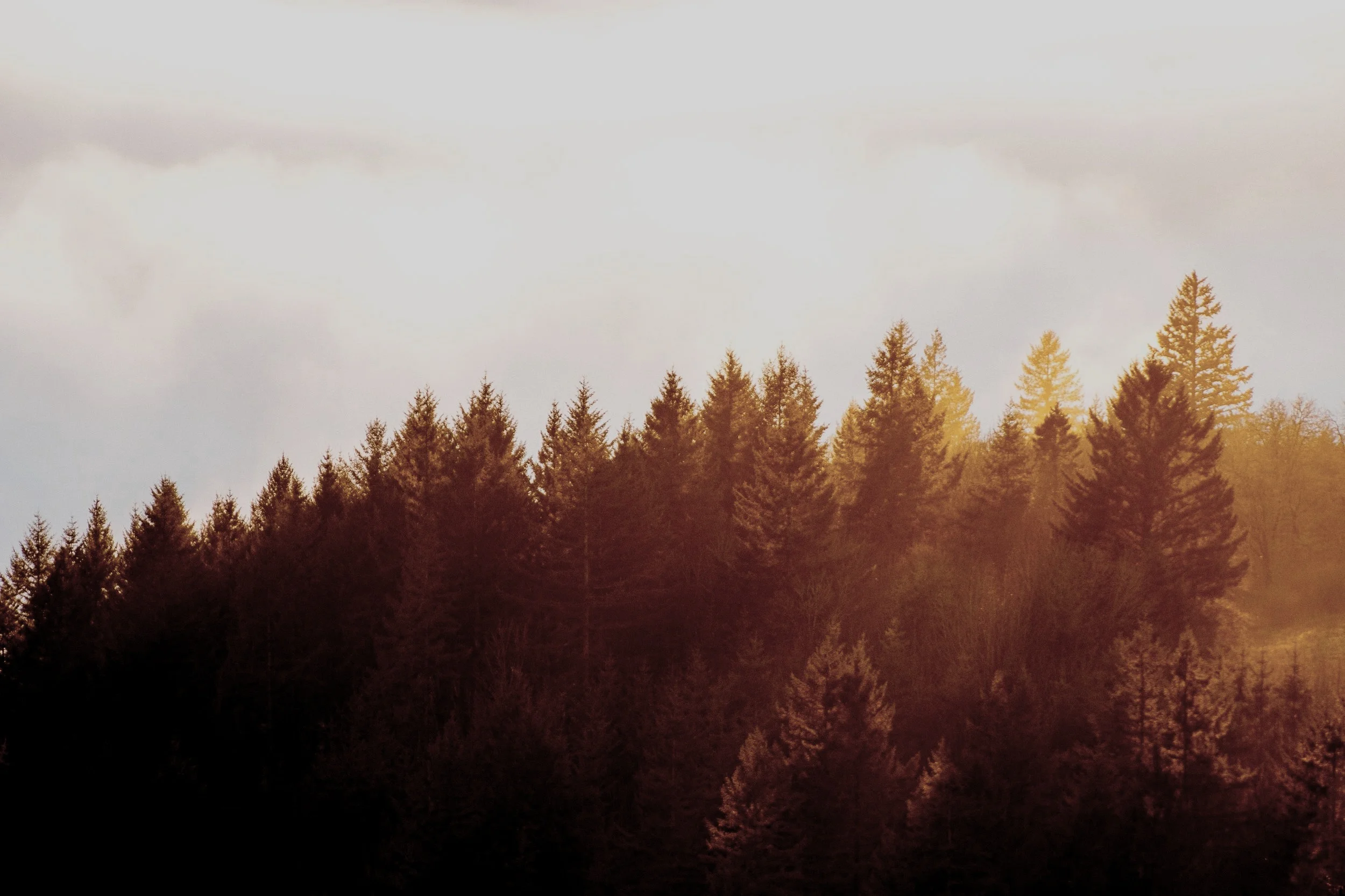 green+pine+trees.jpg