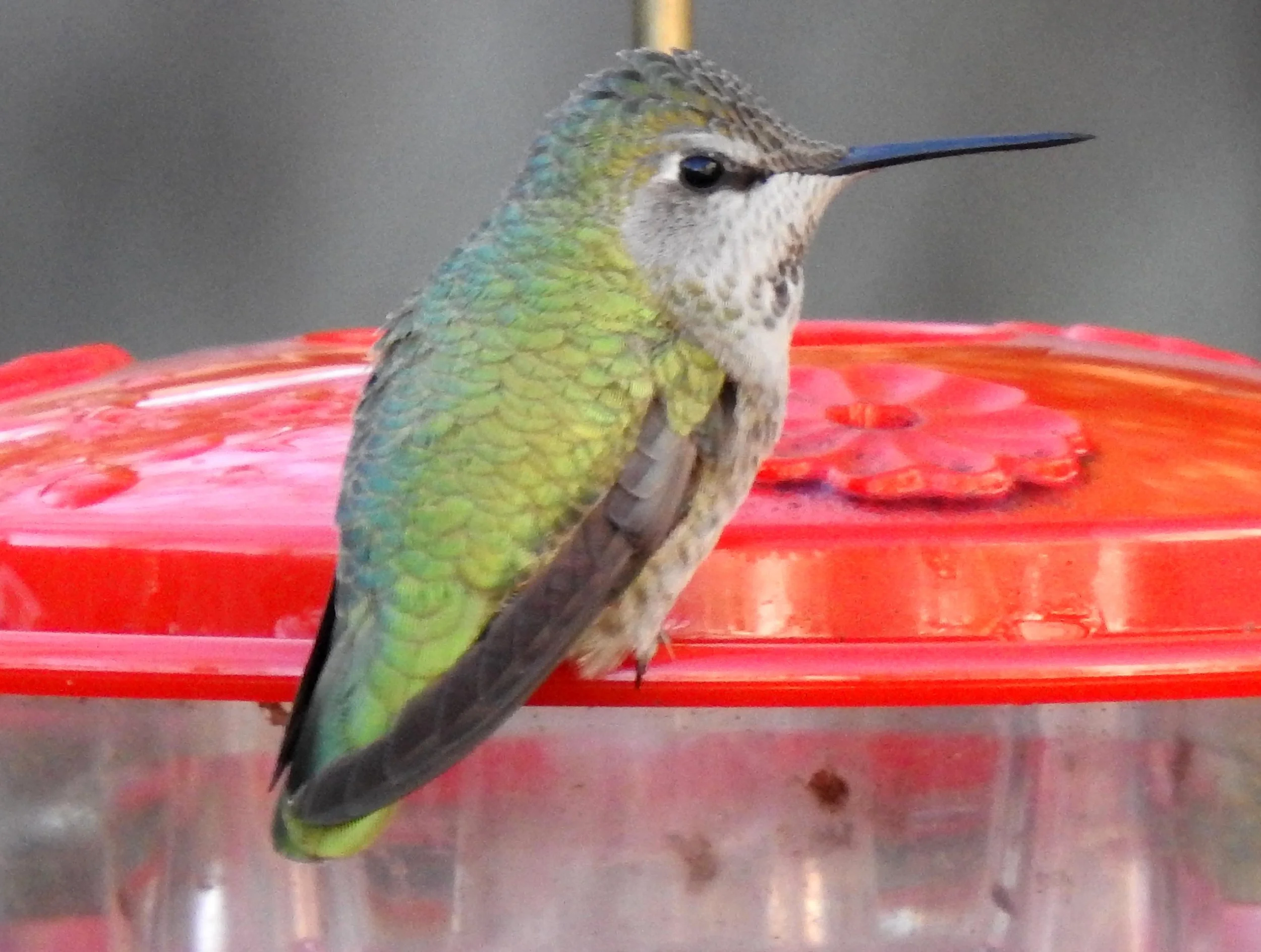 Anna's Hummingbird.jpg
