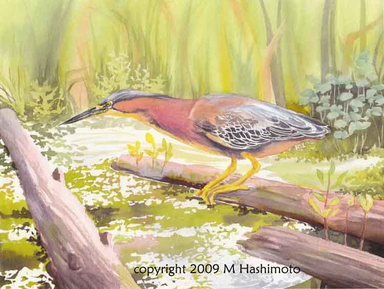 Green Heron, Union Bay - Giclee Print $85