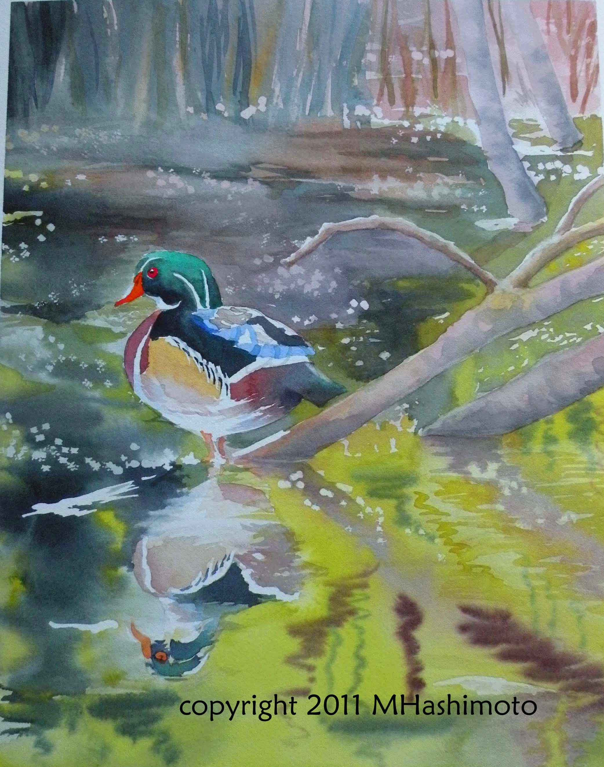 Wood Duck, Union Bay - Giclee Print $85