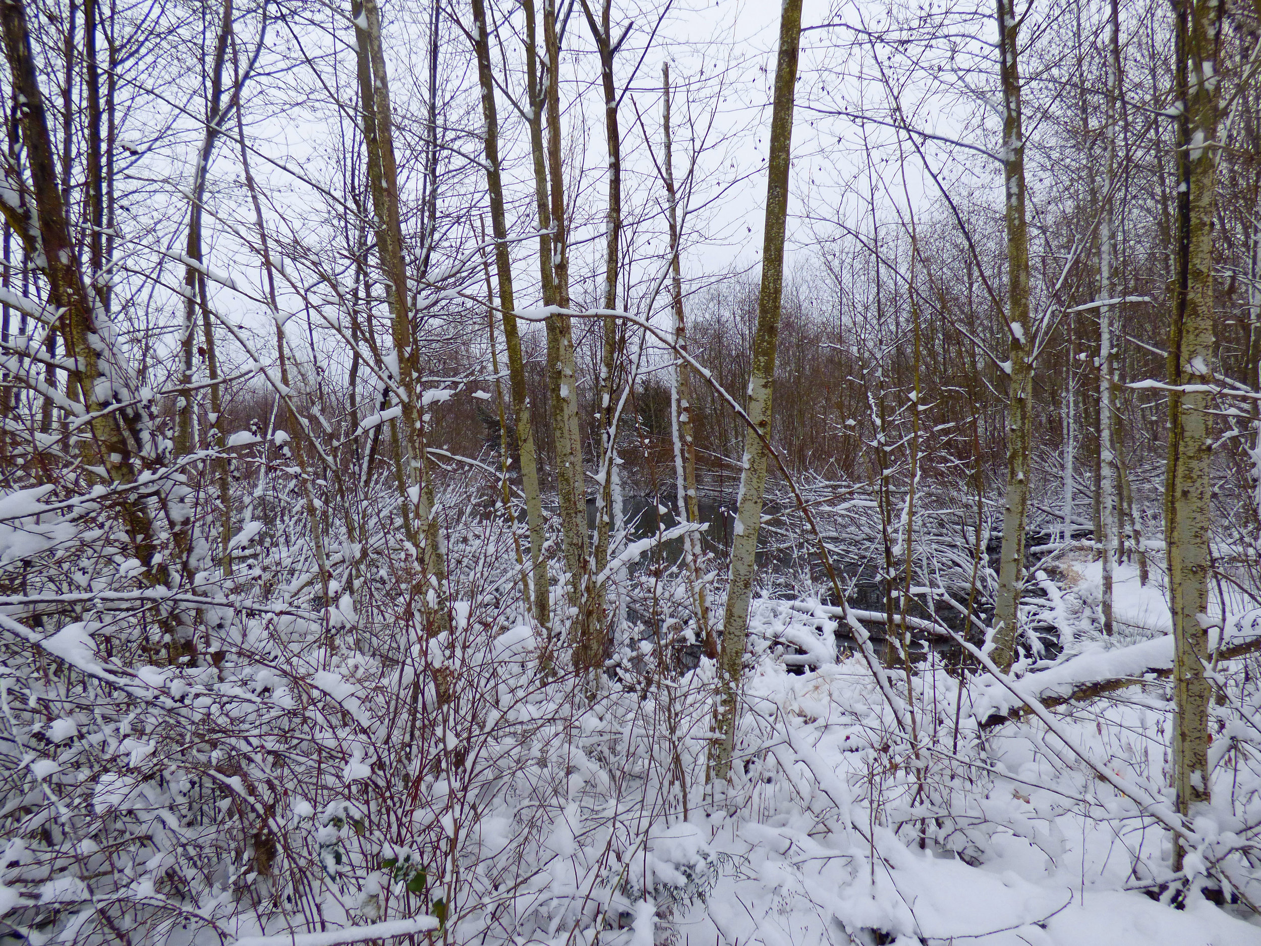 Wetland snow.jpg