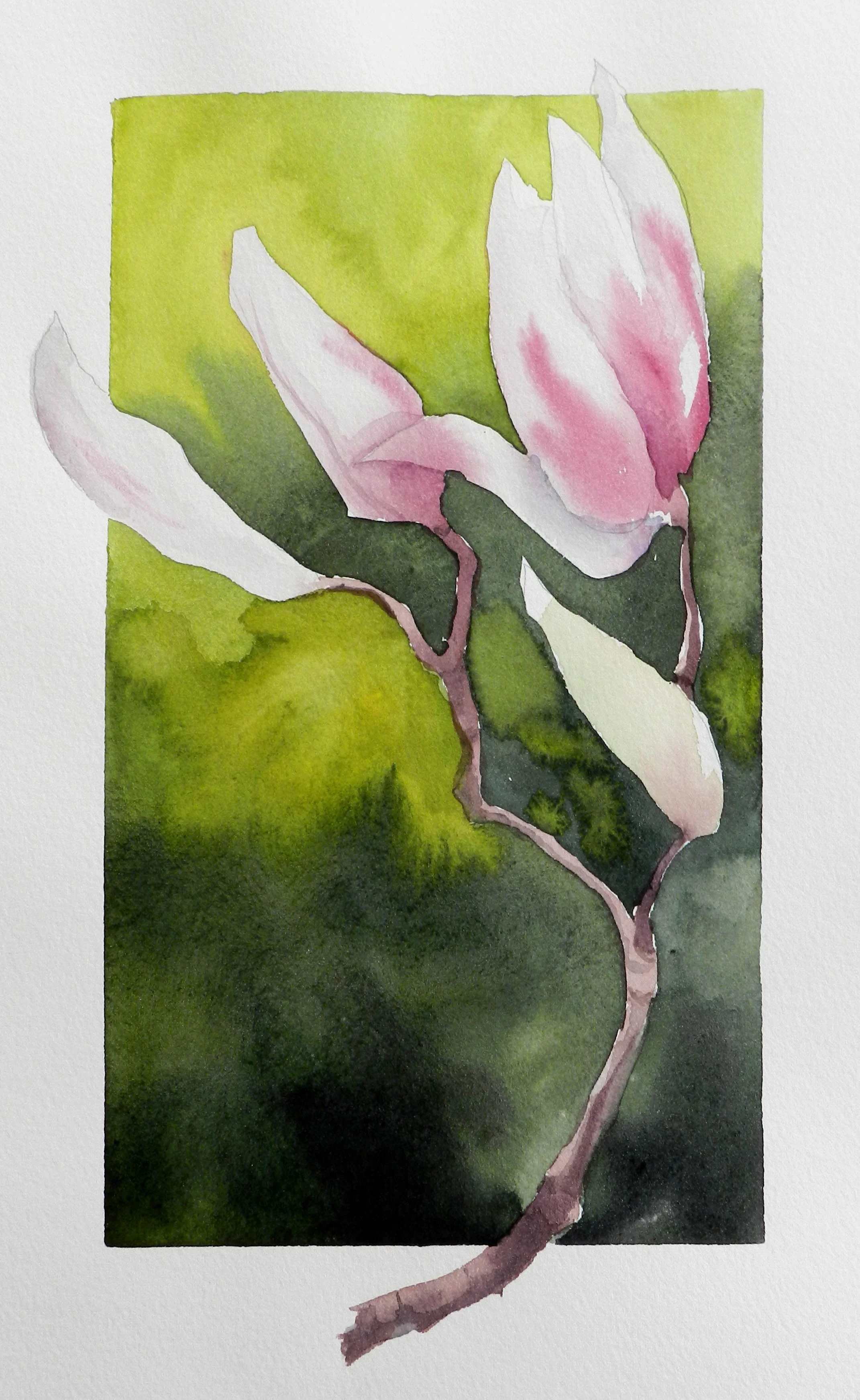 Magnolia 1.jpg