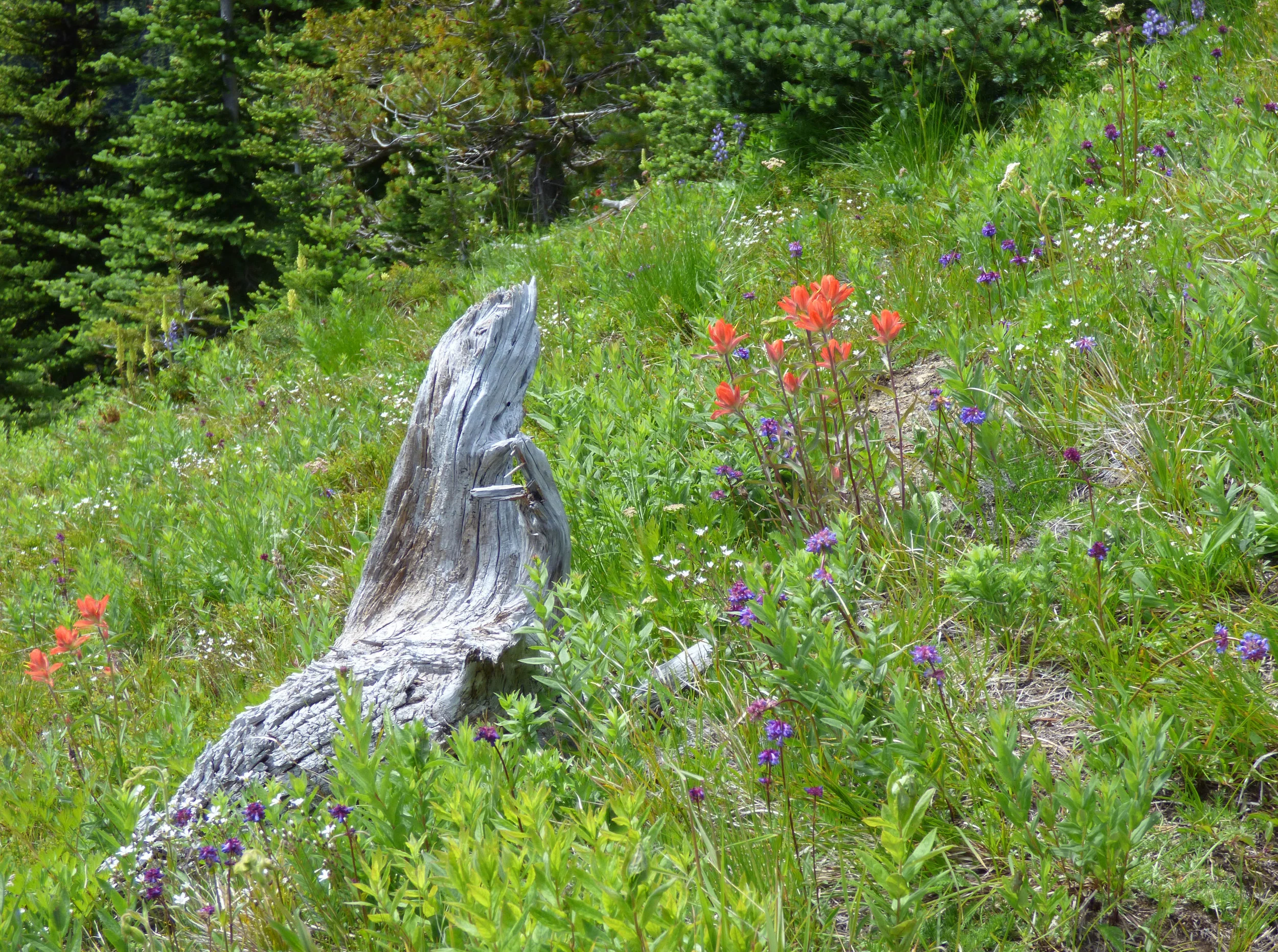 Paintbrush and log.jpg
