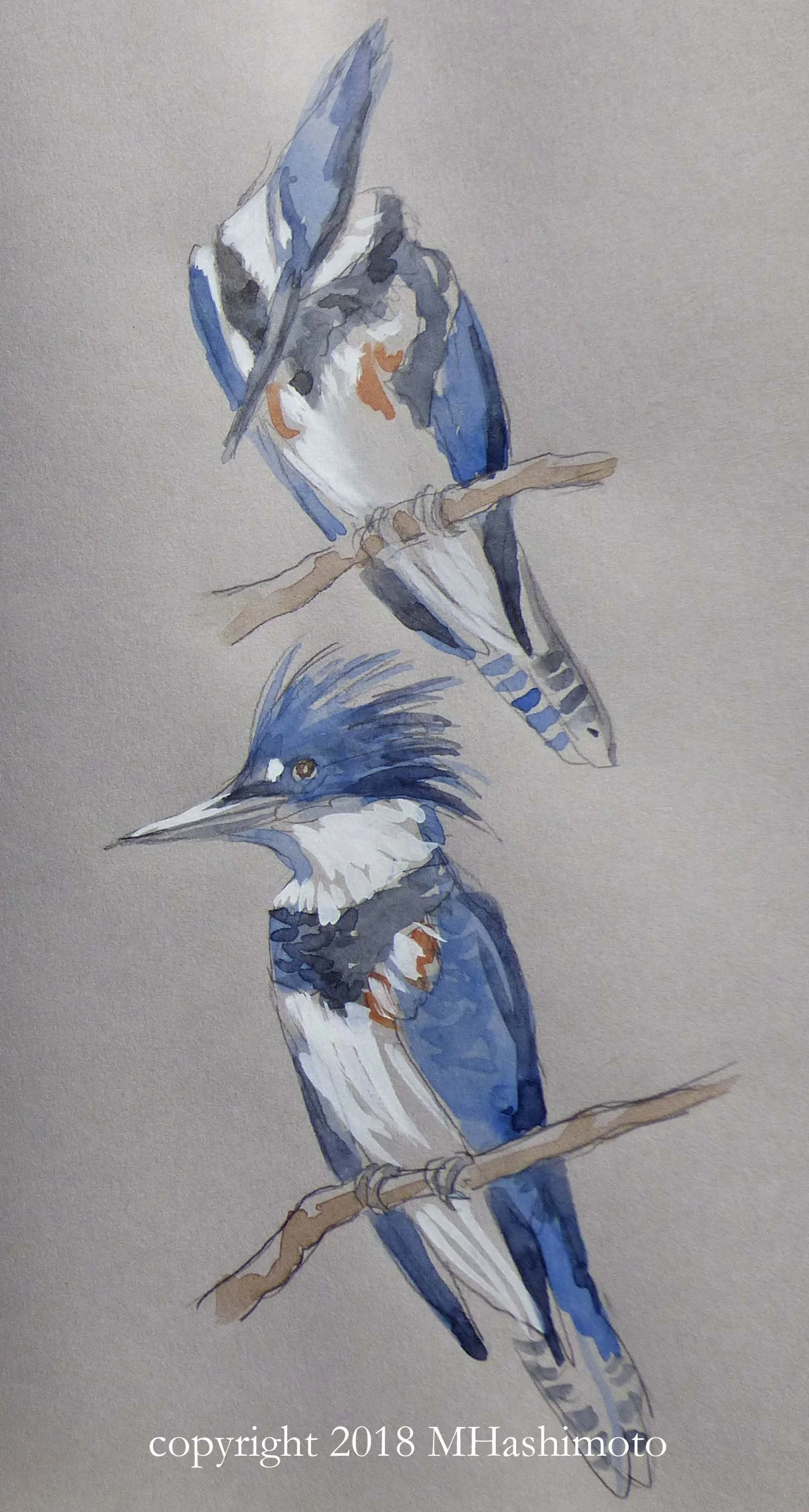 Kingfisher with copryight.jpg