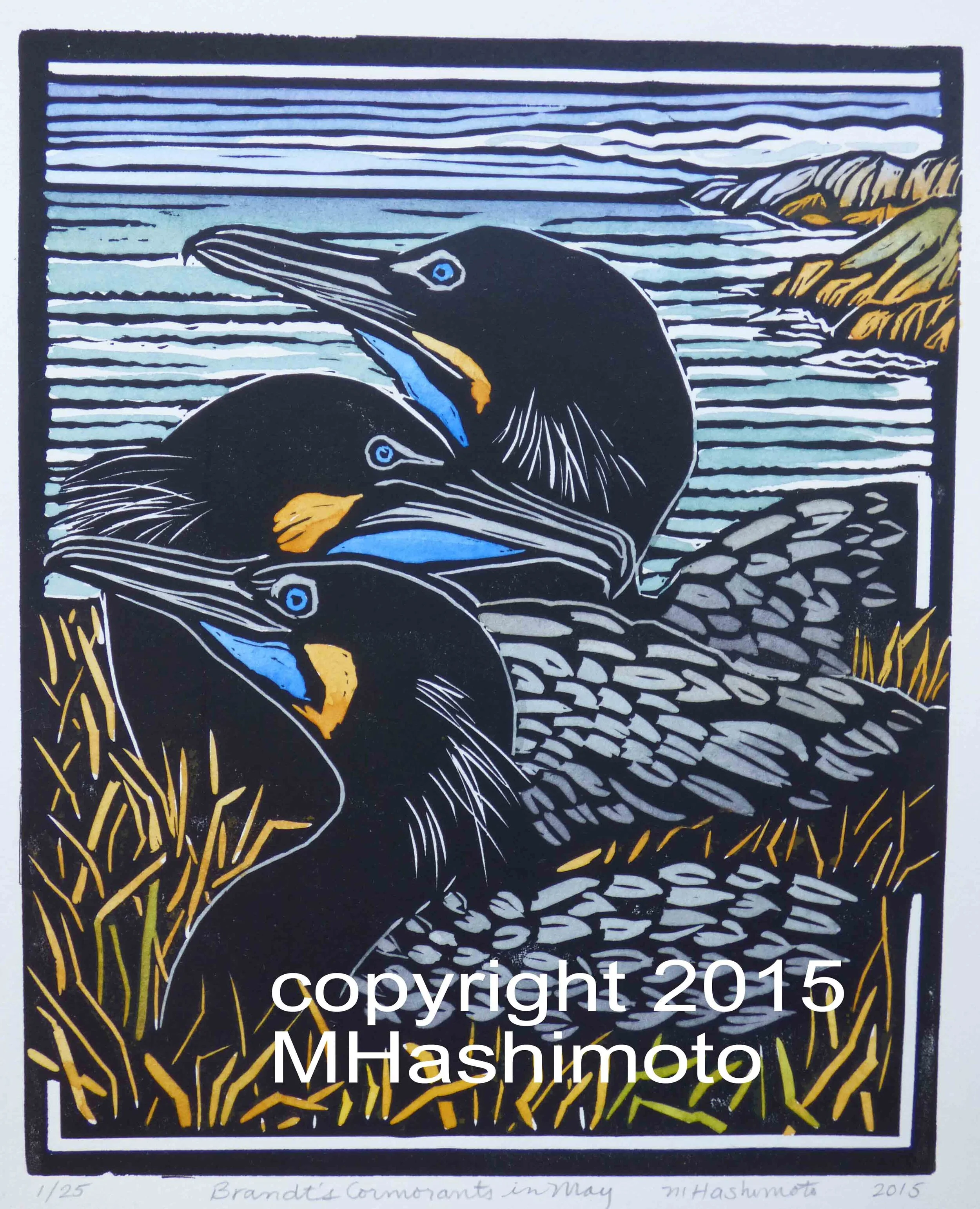 Brandt's Cormorants for blog.jpg