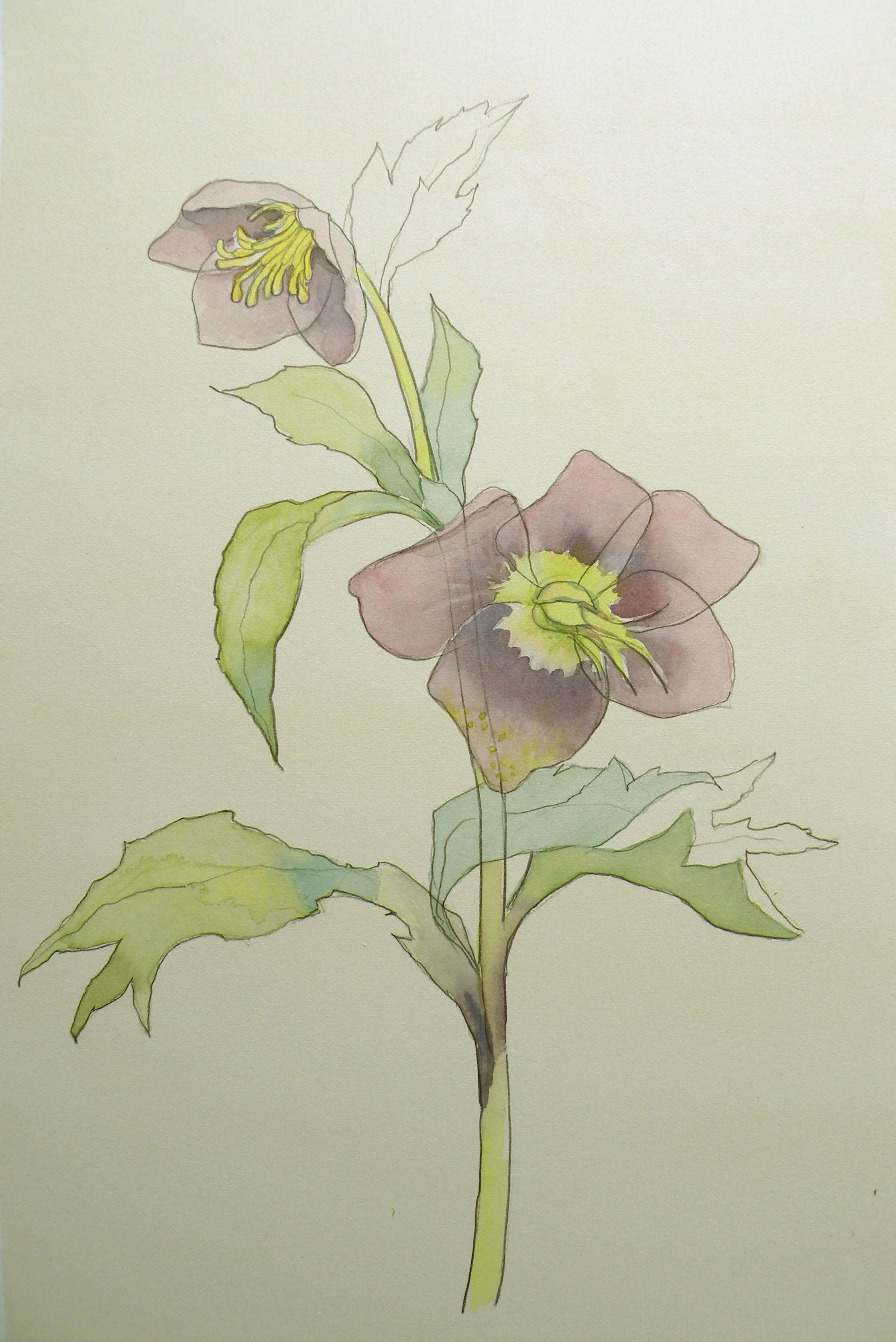 Hellebore.jpg