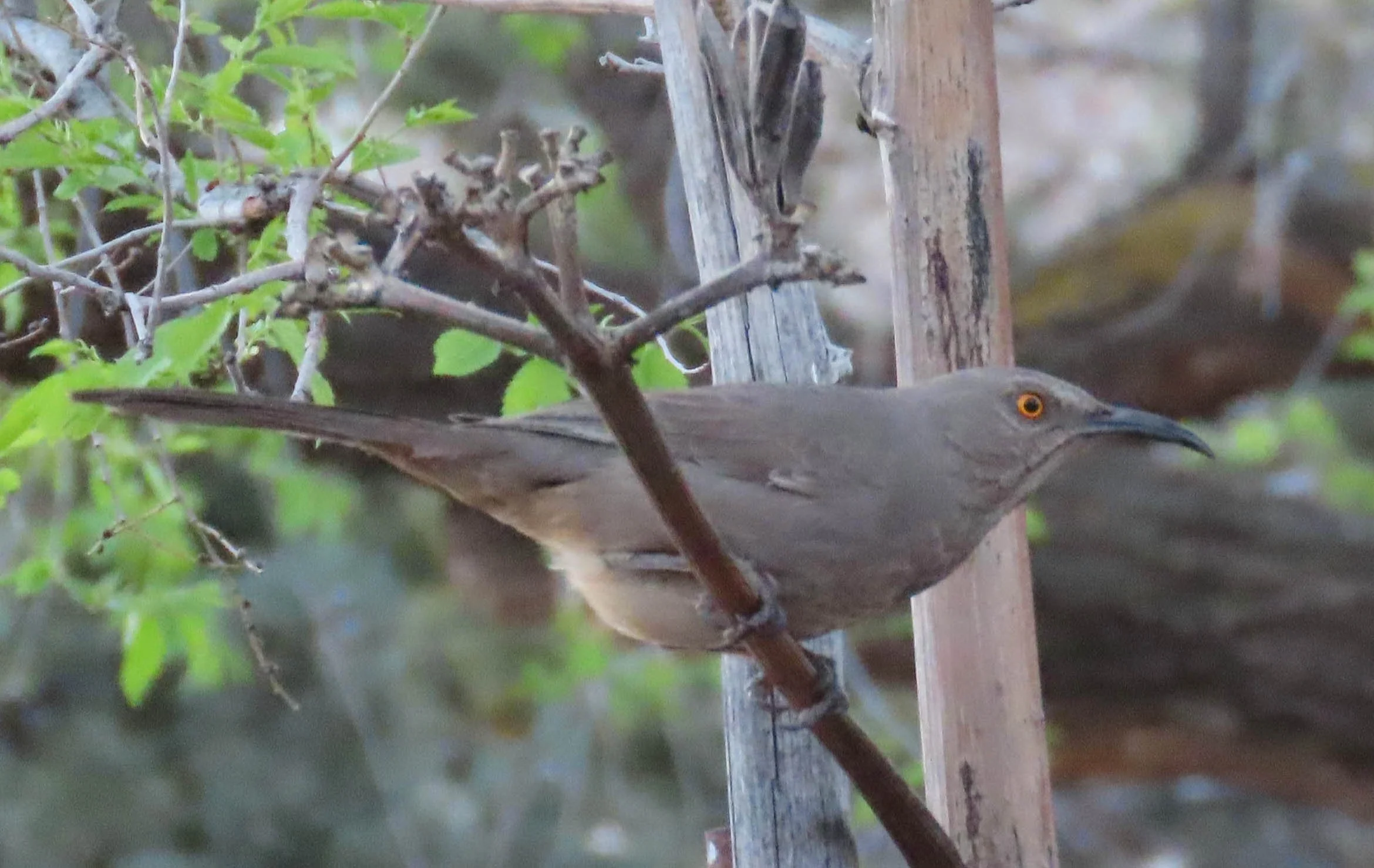 Curve-billed Thrasher.jpg