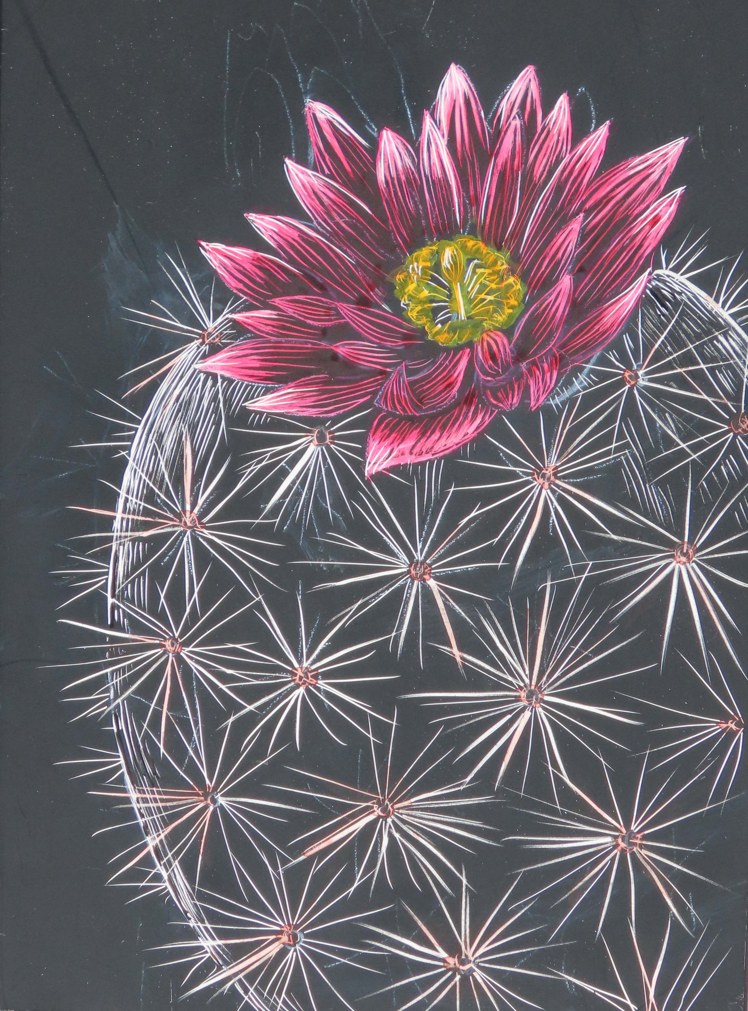 Hedgehog Cactus.jpg