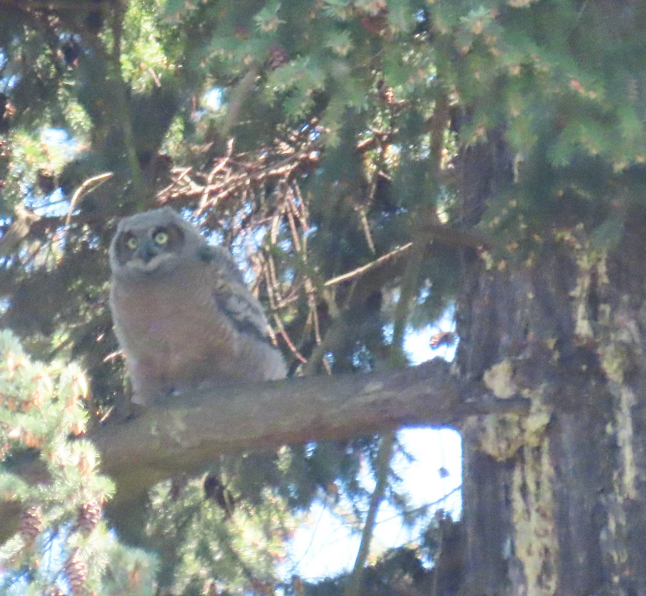 Great Horned Owlet 2.jpg