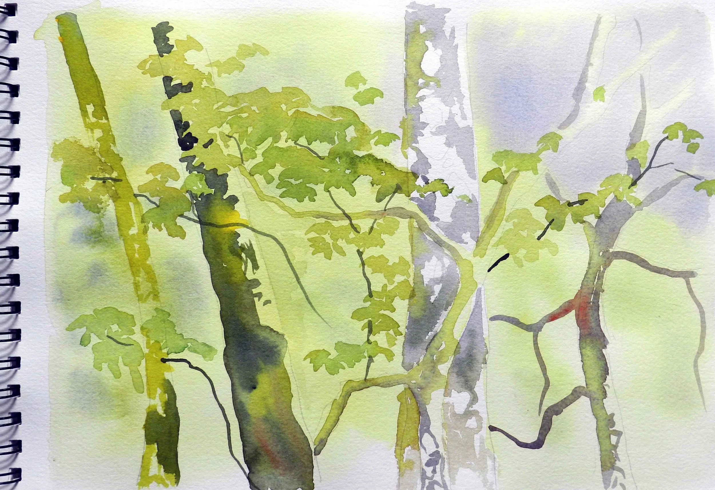 North Cascades Institute forest sketch 2011.jpg