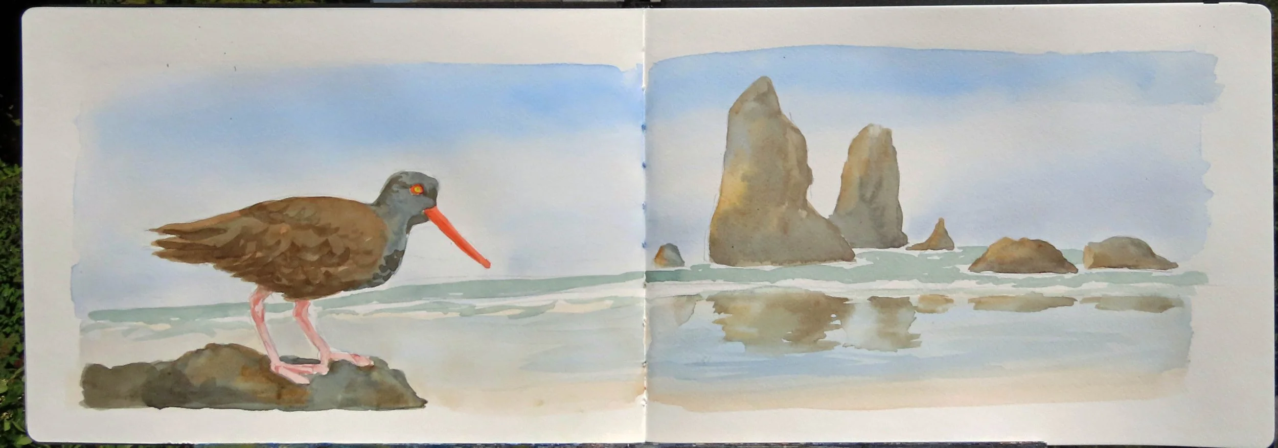 Black Oystercatcher Finished Sketch.jpg