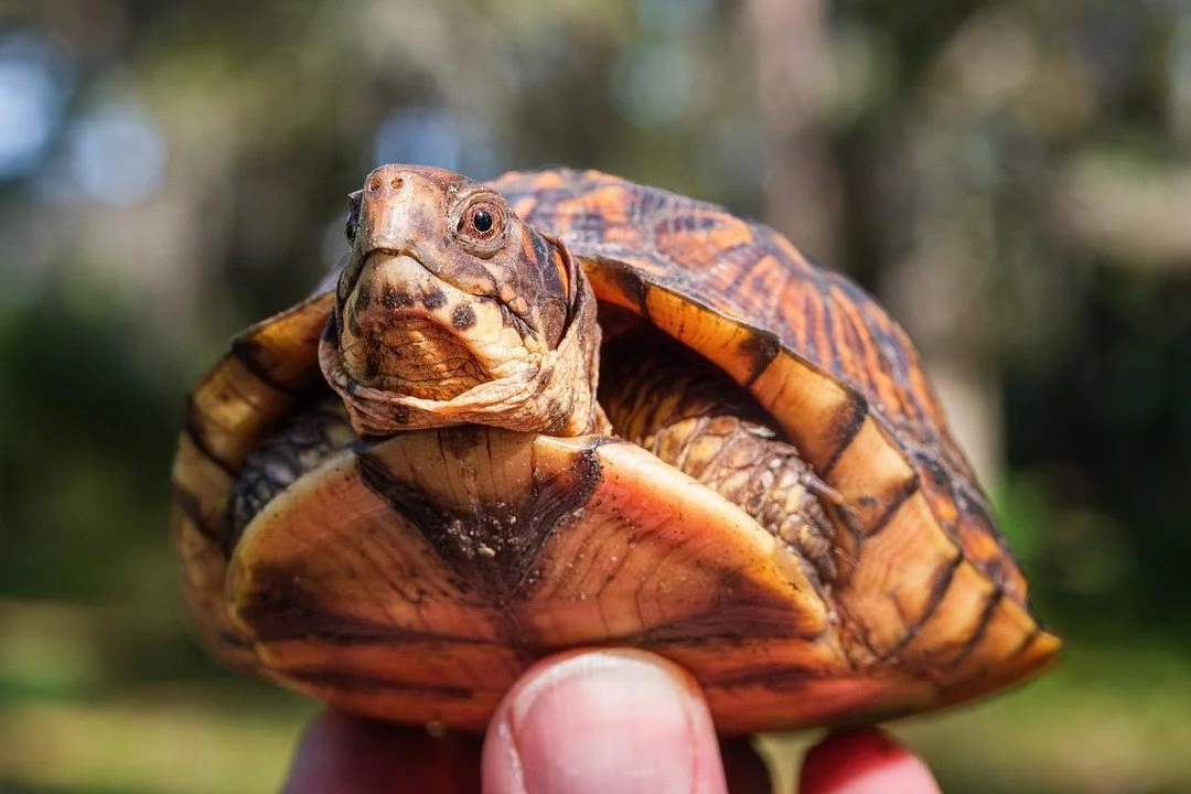 Biologists and volunteers gathered April 3, 2026, on Tybee Island, Georgia, to remove Eastern box turtles from the future site of Solomon Park, a seven-acre maritime forest.

Teams from Oatland Island Wildlife Center, Turtle Survival Alliance, Tybee 