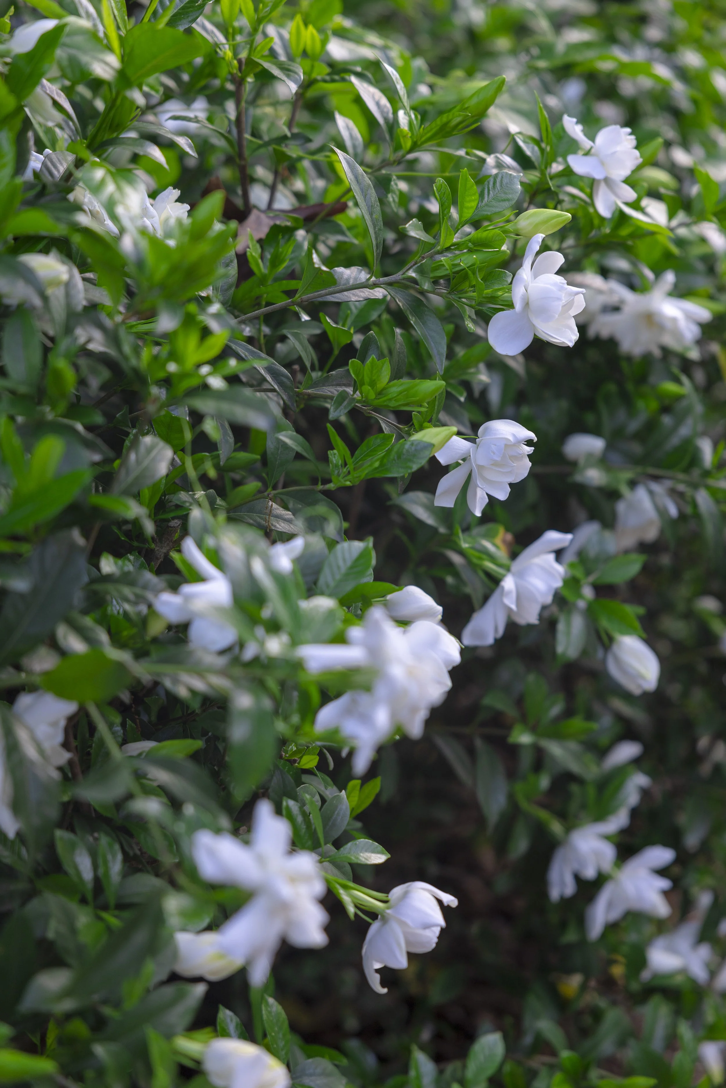 Gardenia