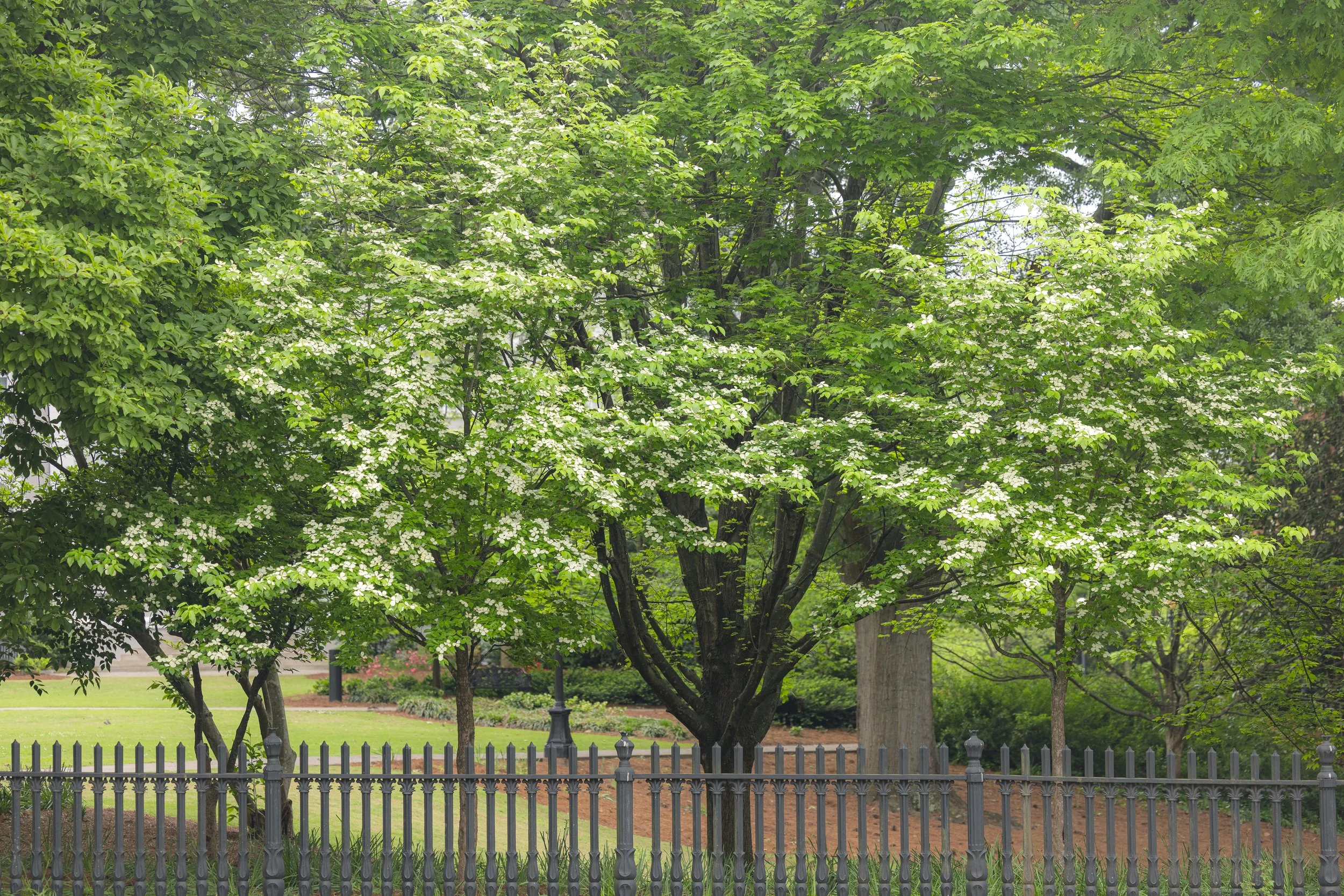 Dogwoods in Athens