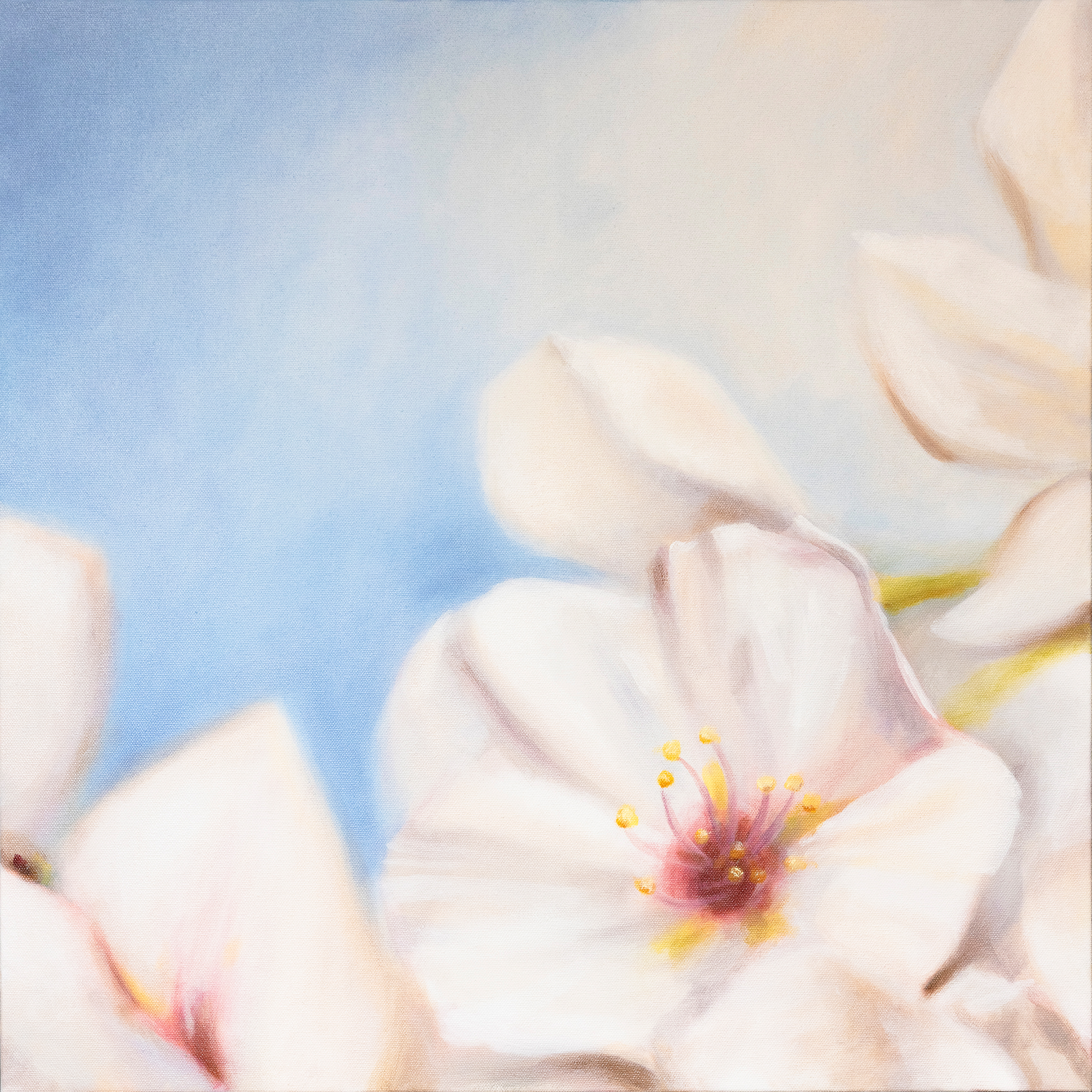 Cherry Blossoms 1 small.png