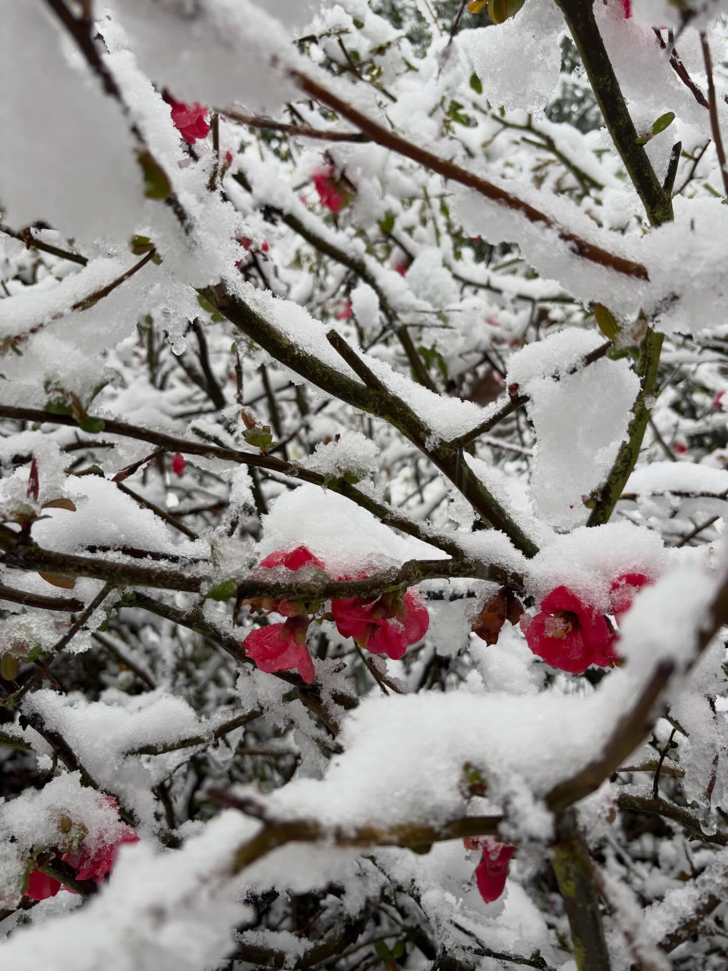 Nothing like an early spring snowfall to get us in the mood for fondue by the fire. We open at 4pm for all things cozy and weekendy!