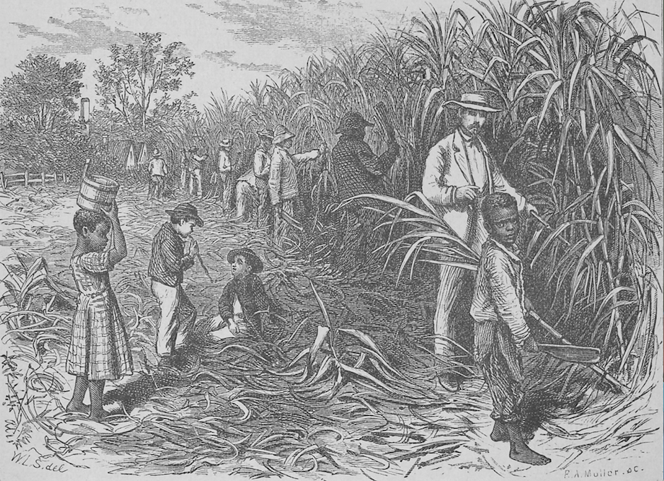 THE EVOLUTION OF THE SLAVE COMMUNITY — Evergreen Plantation photo