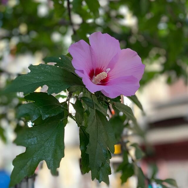 Walking with a friend this morning, we wandered down a little alley.  It was graffitied, dingy, and well, UGLY.  Over a group of trash dumpsters, were 3 hibiscus trees, all in beautiful bloom.  I took this photo so that you can&rsquo;t see the ugline