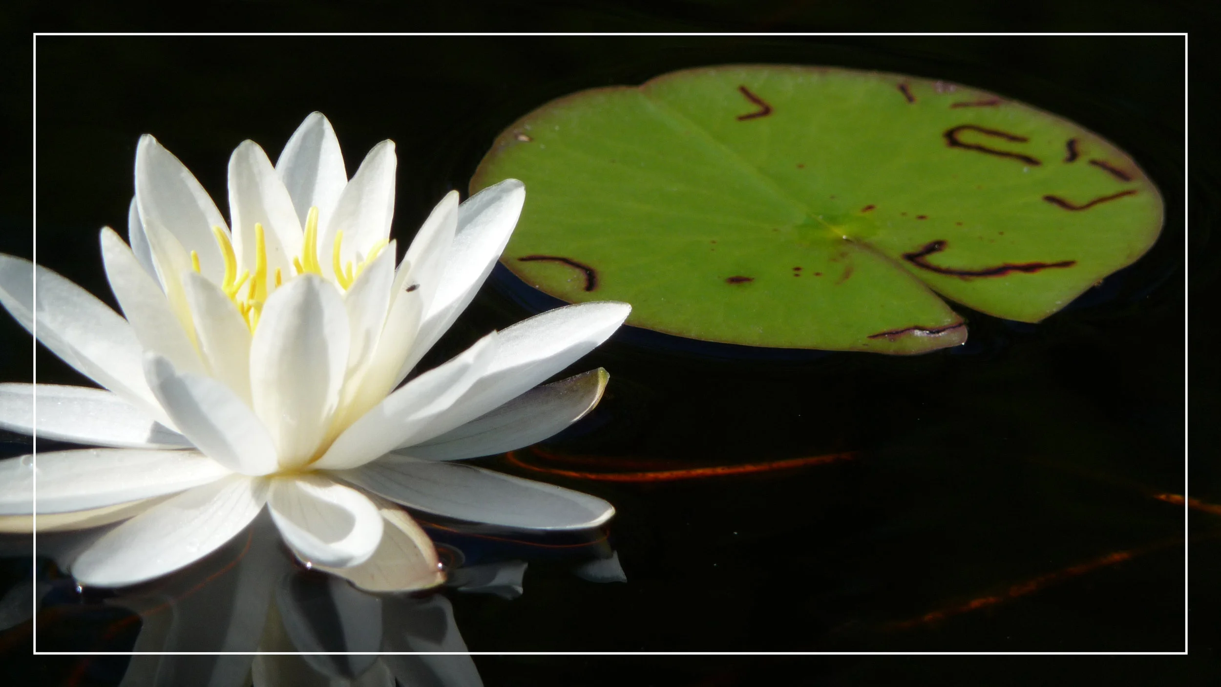 Water Lily2.jpg