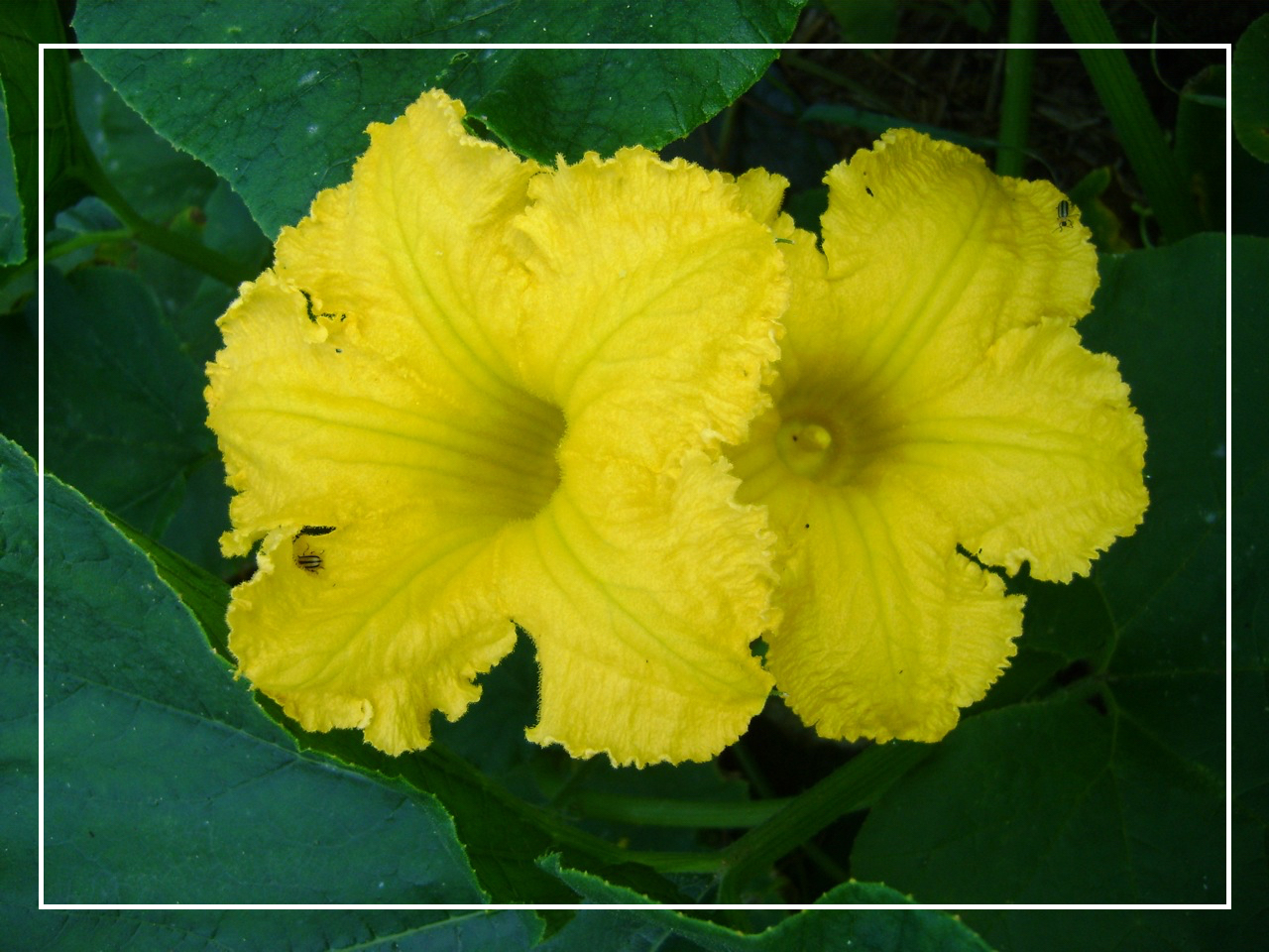 Flower2.jpg