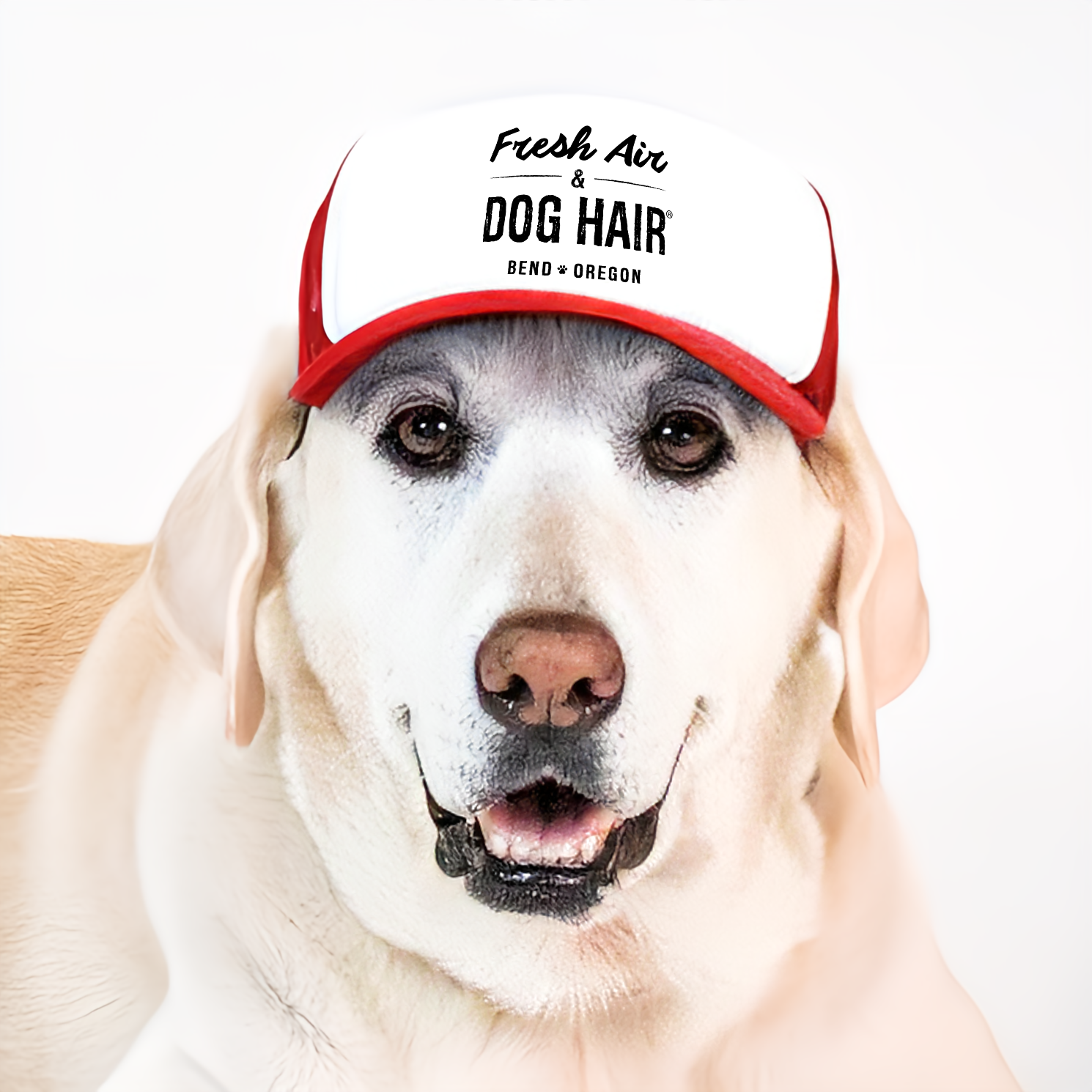 Bend Pet L-RD.png