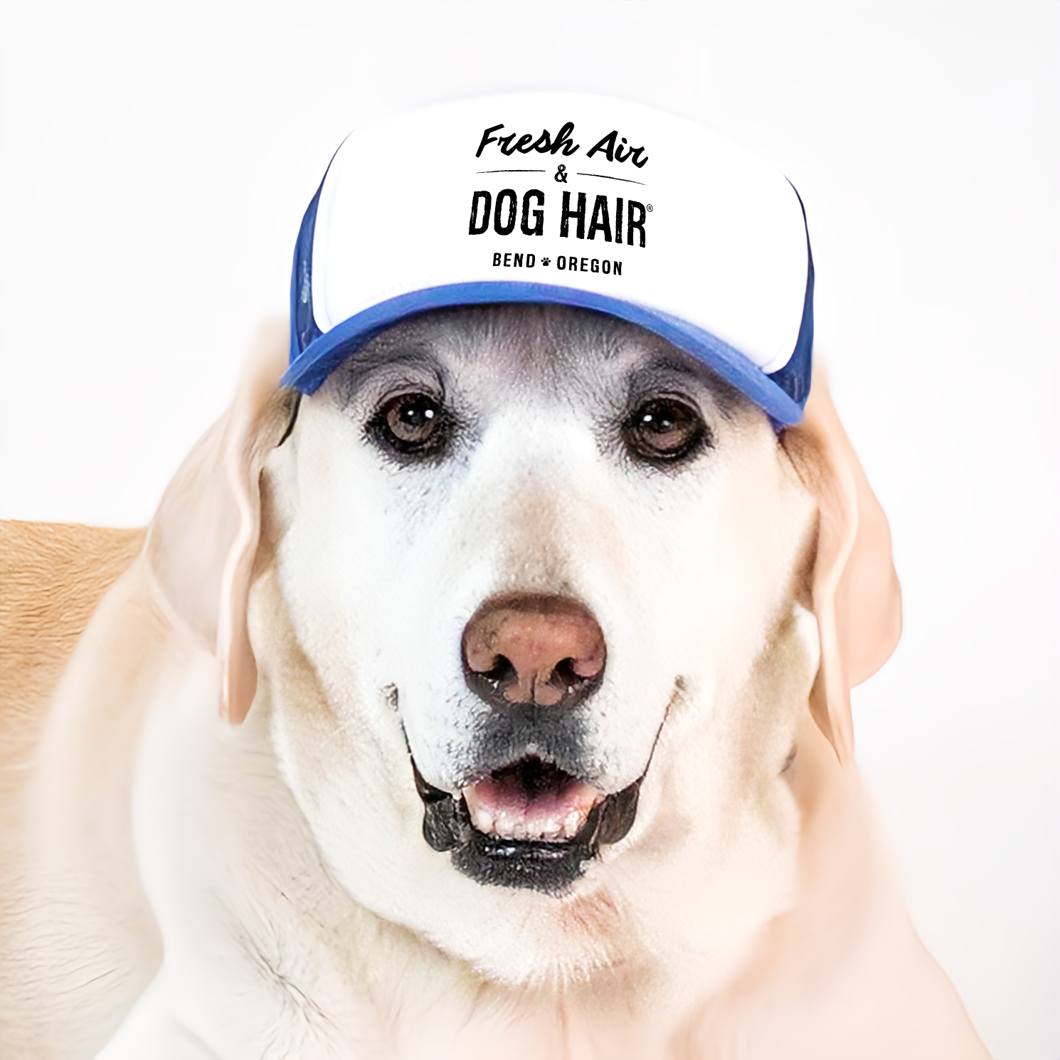 Bend Pet L-BL.png