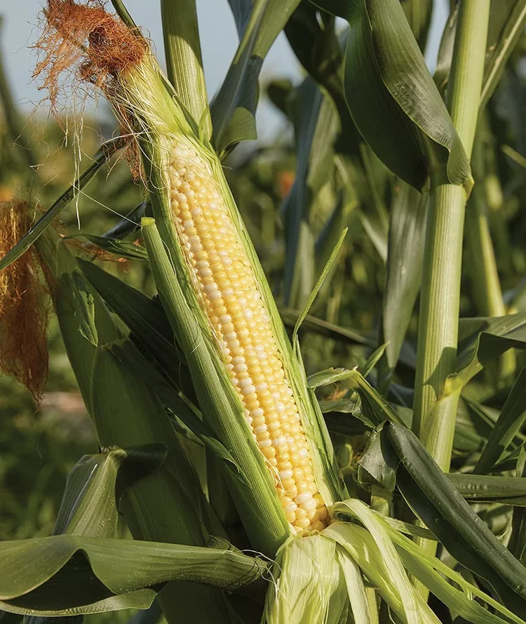 Holland Corn Festival — Outwriter Books & Travel