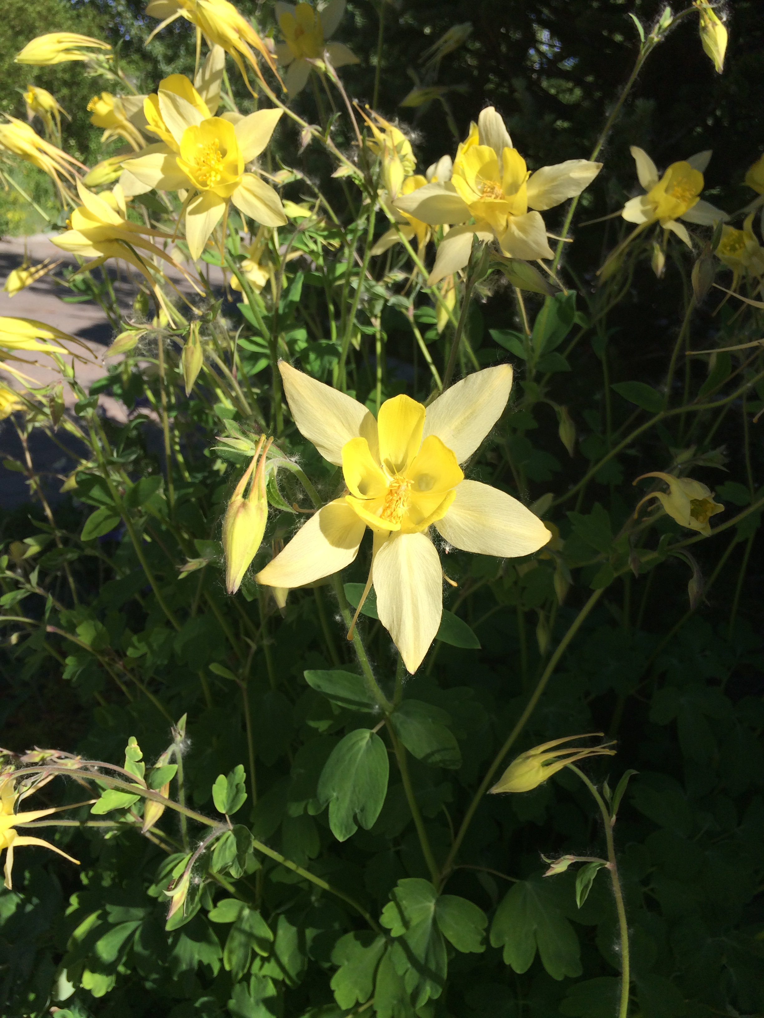 Yellow Columbine