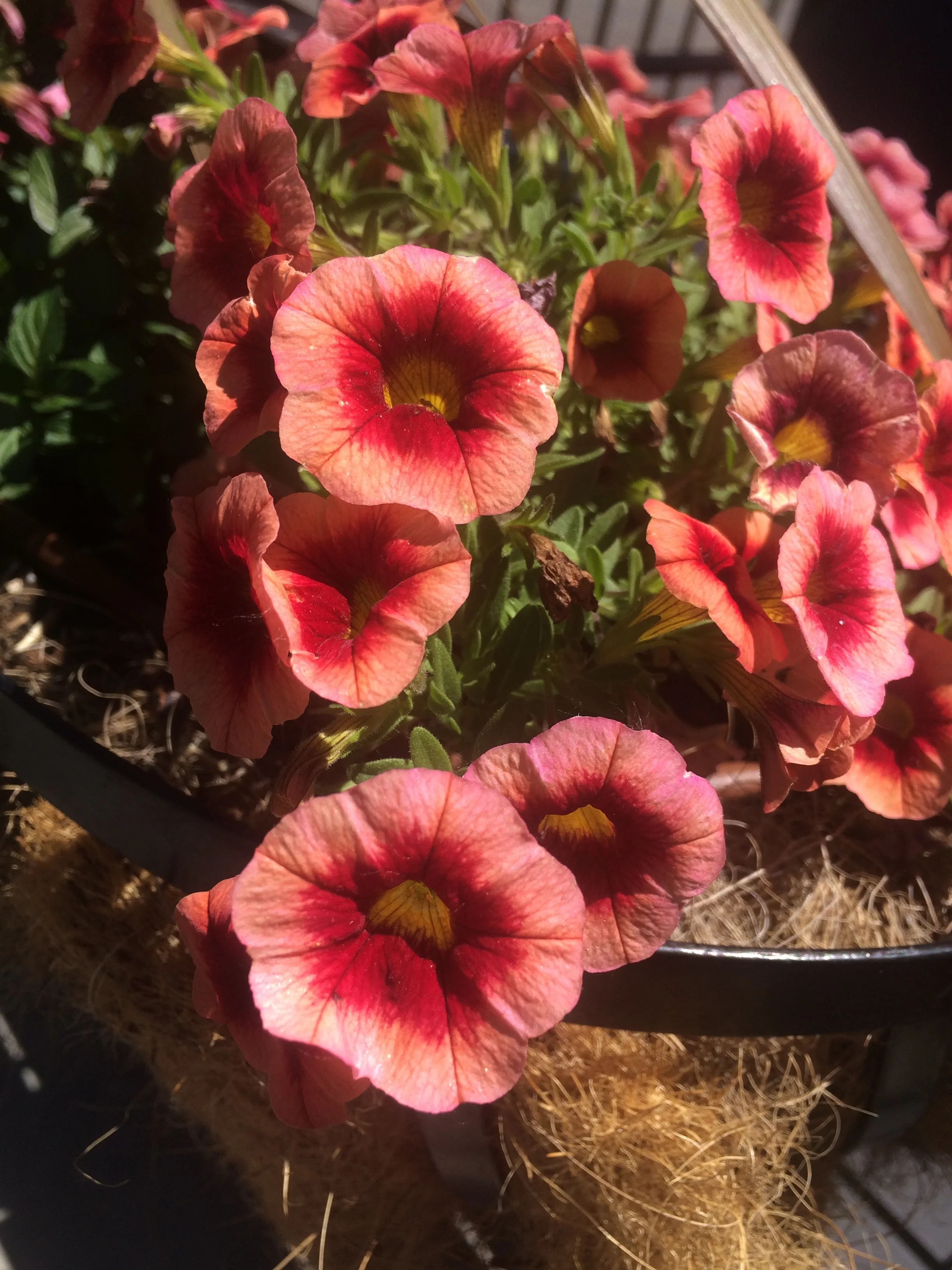 2018-06-14 14.33.39.jpg