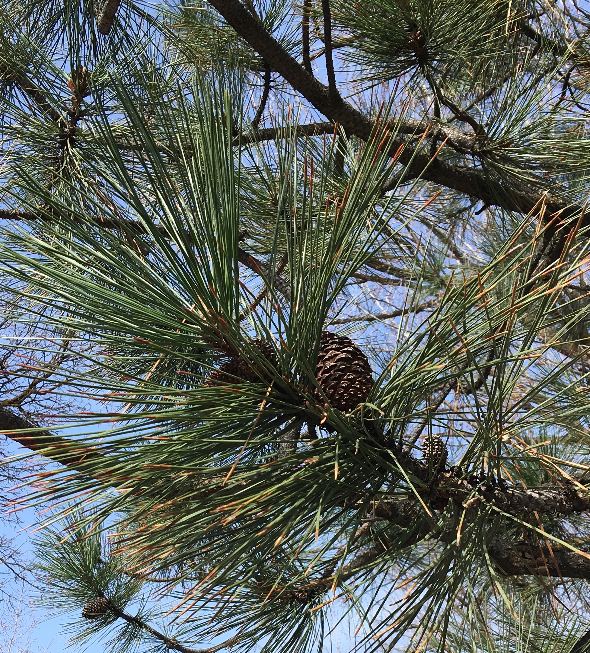 pine.jpg