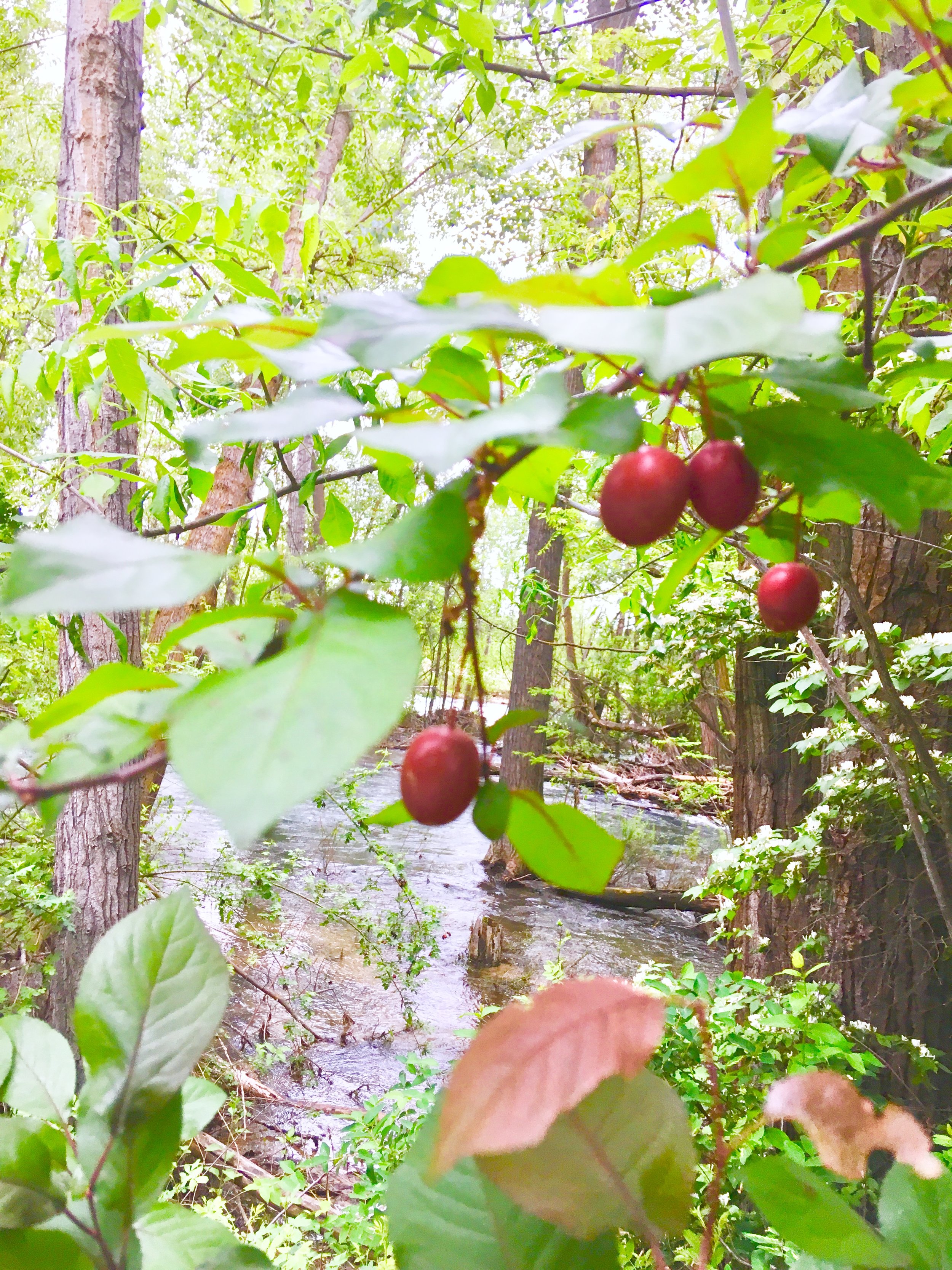 Wild Plum