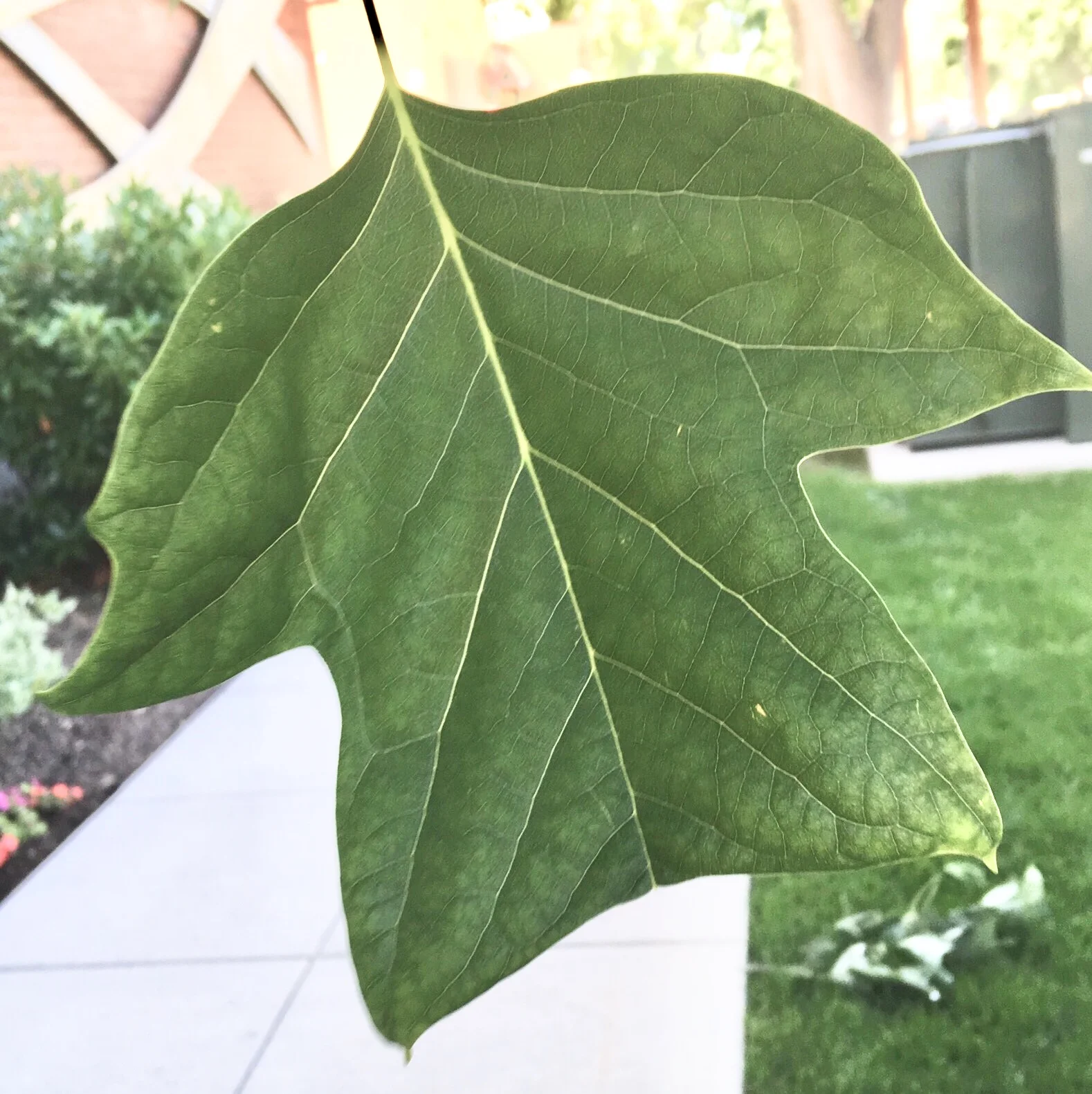 tuliptree.jpg