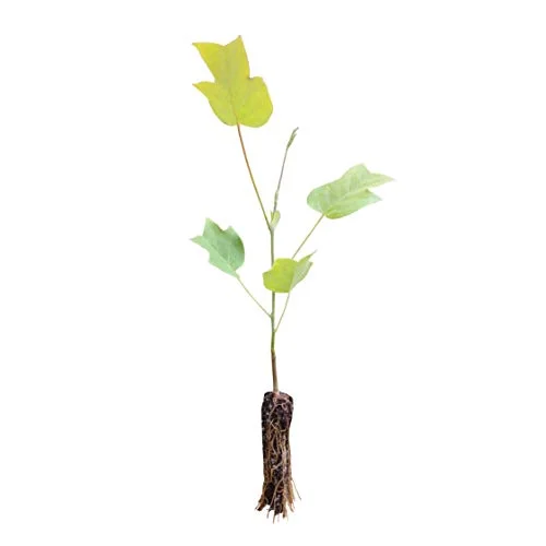 Tulip Poplar Seedling
