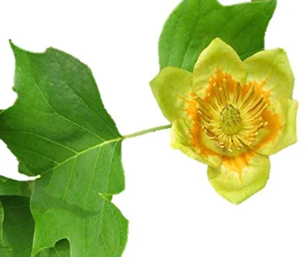Tulip Poplar Tree
