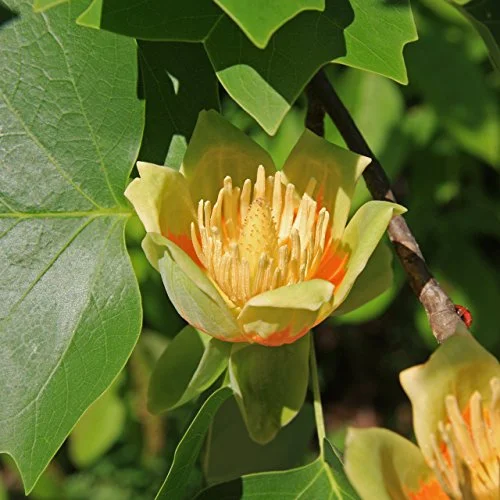 Liriodendron Tulipifera
