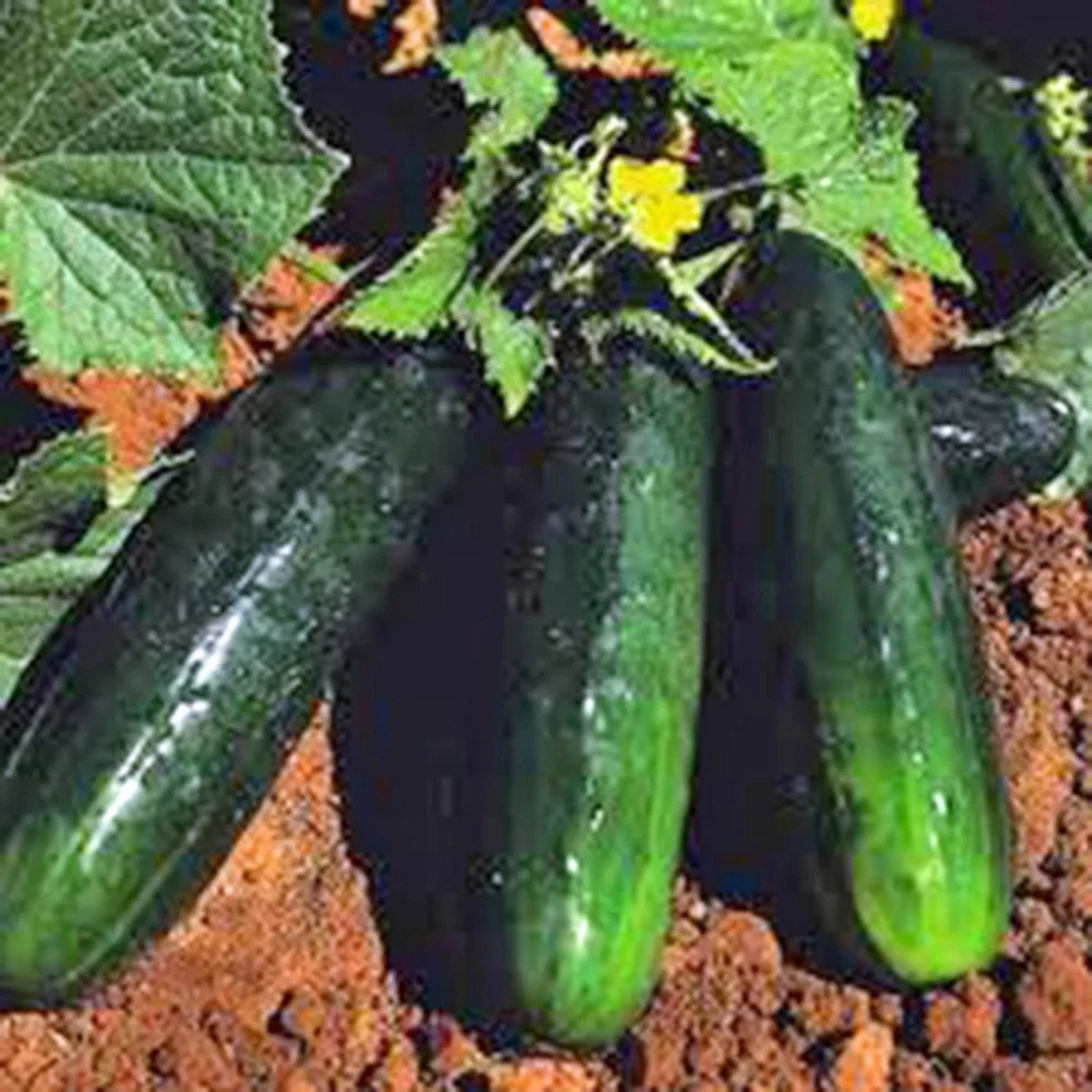 Cucumbers