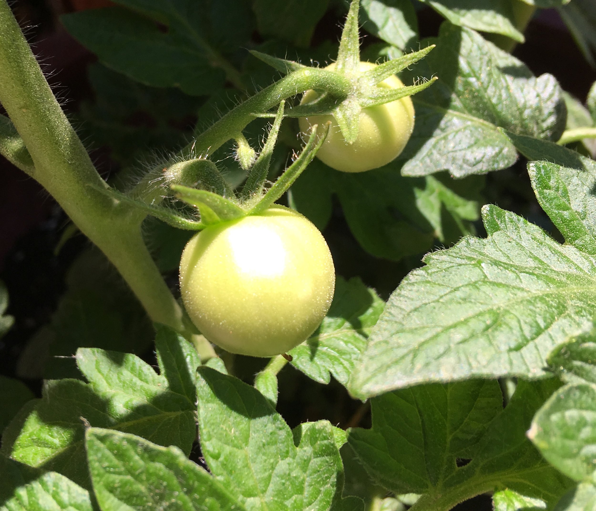 Tomato Plant