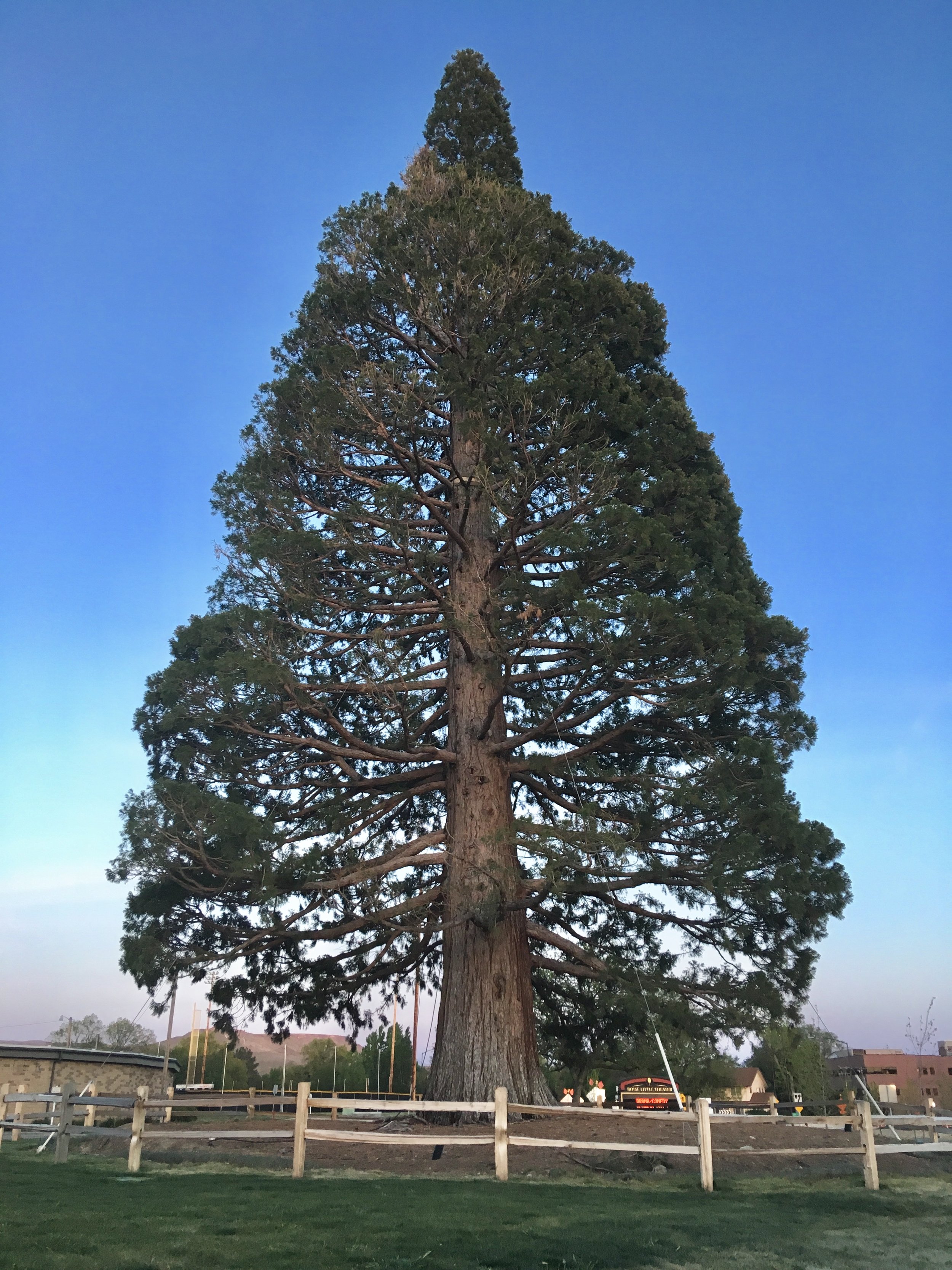 Giantsequoiafortboise.jpg