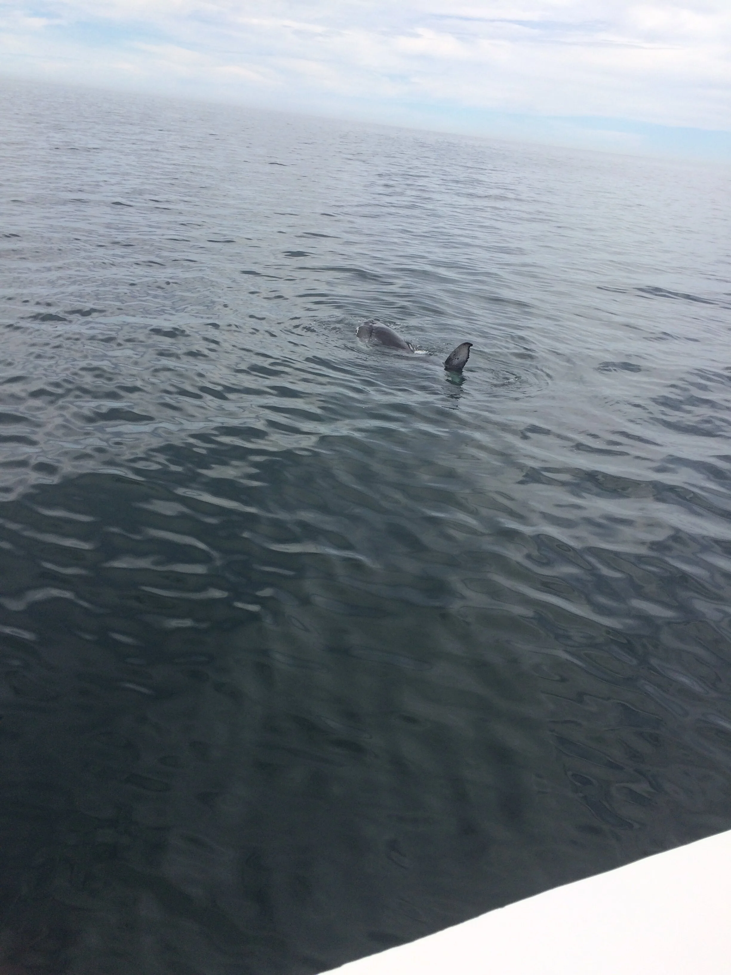 Whale sighting
