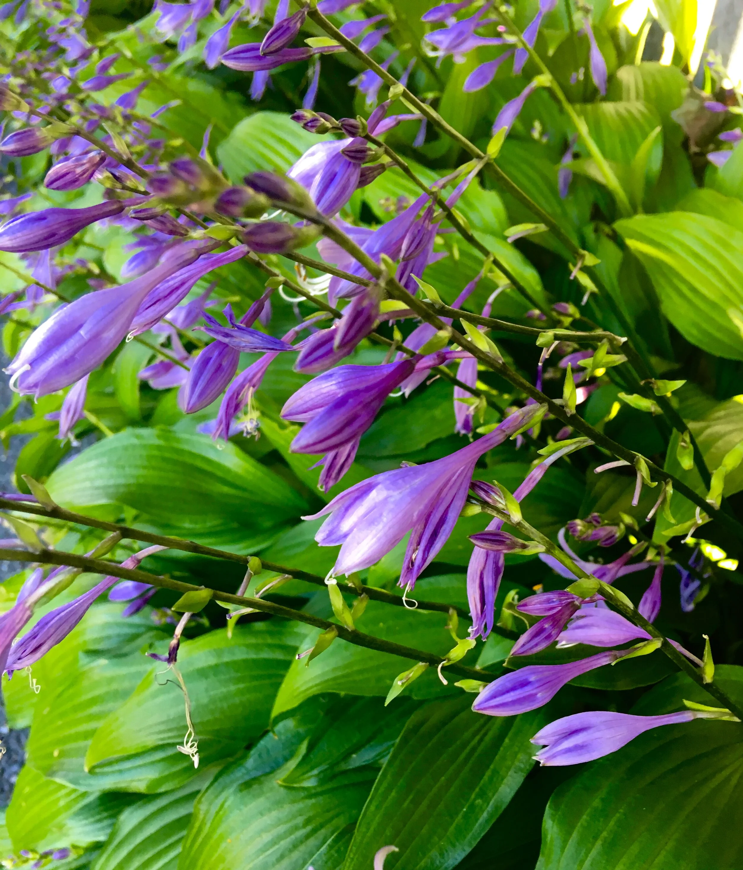 Hosta