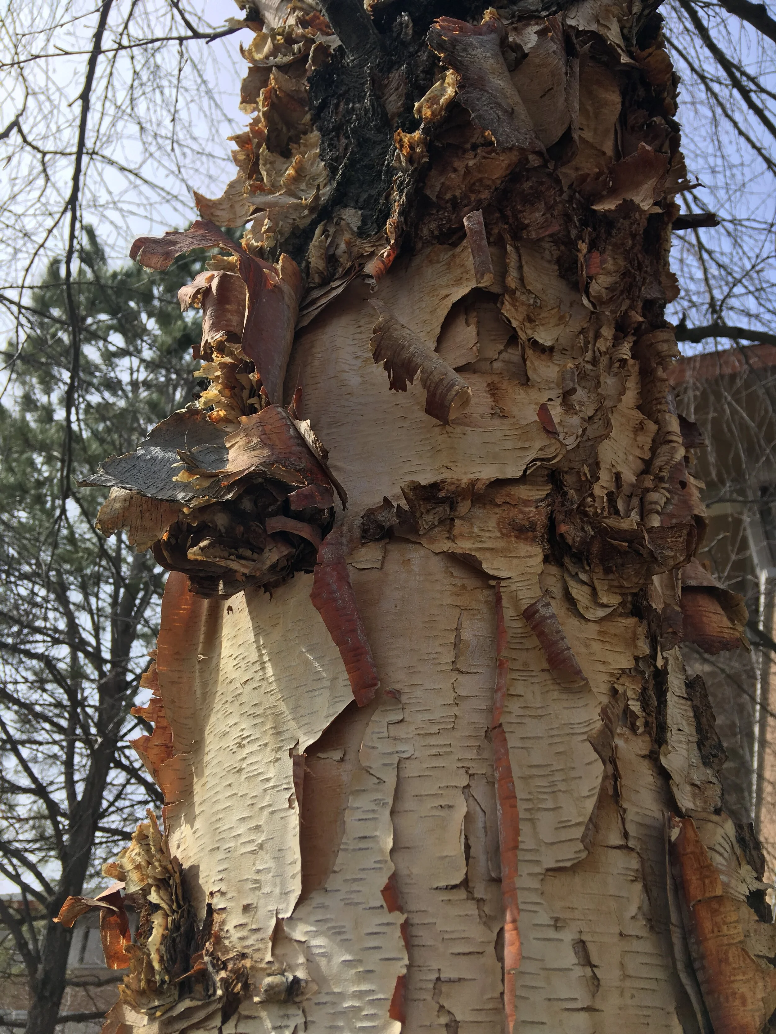 riverbirch.JPG