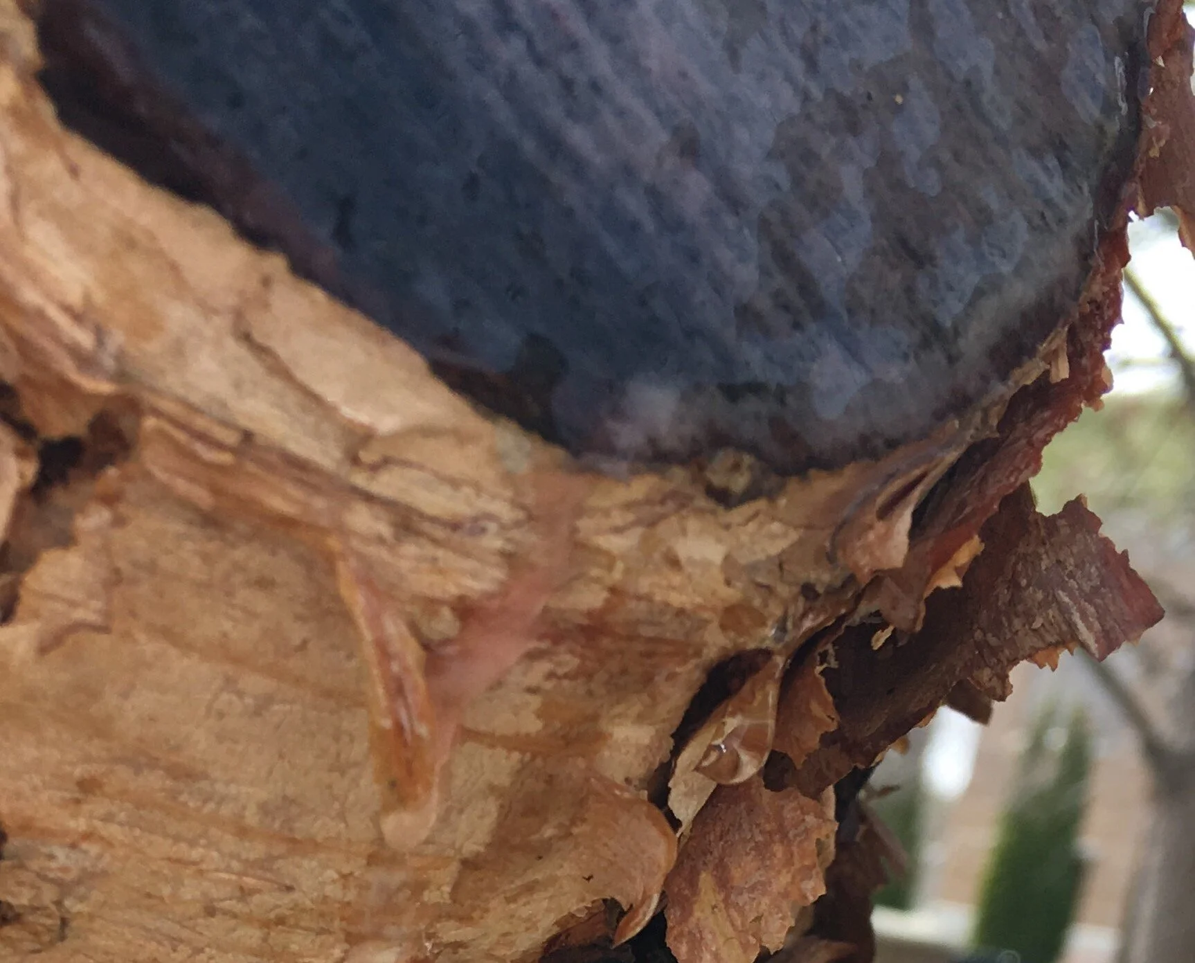 riverbirch2.jpg