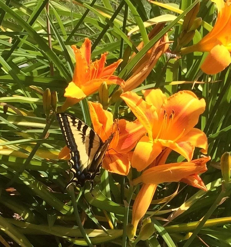 daylily.jpg