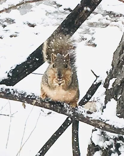 squirrel.jpg